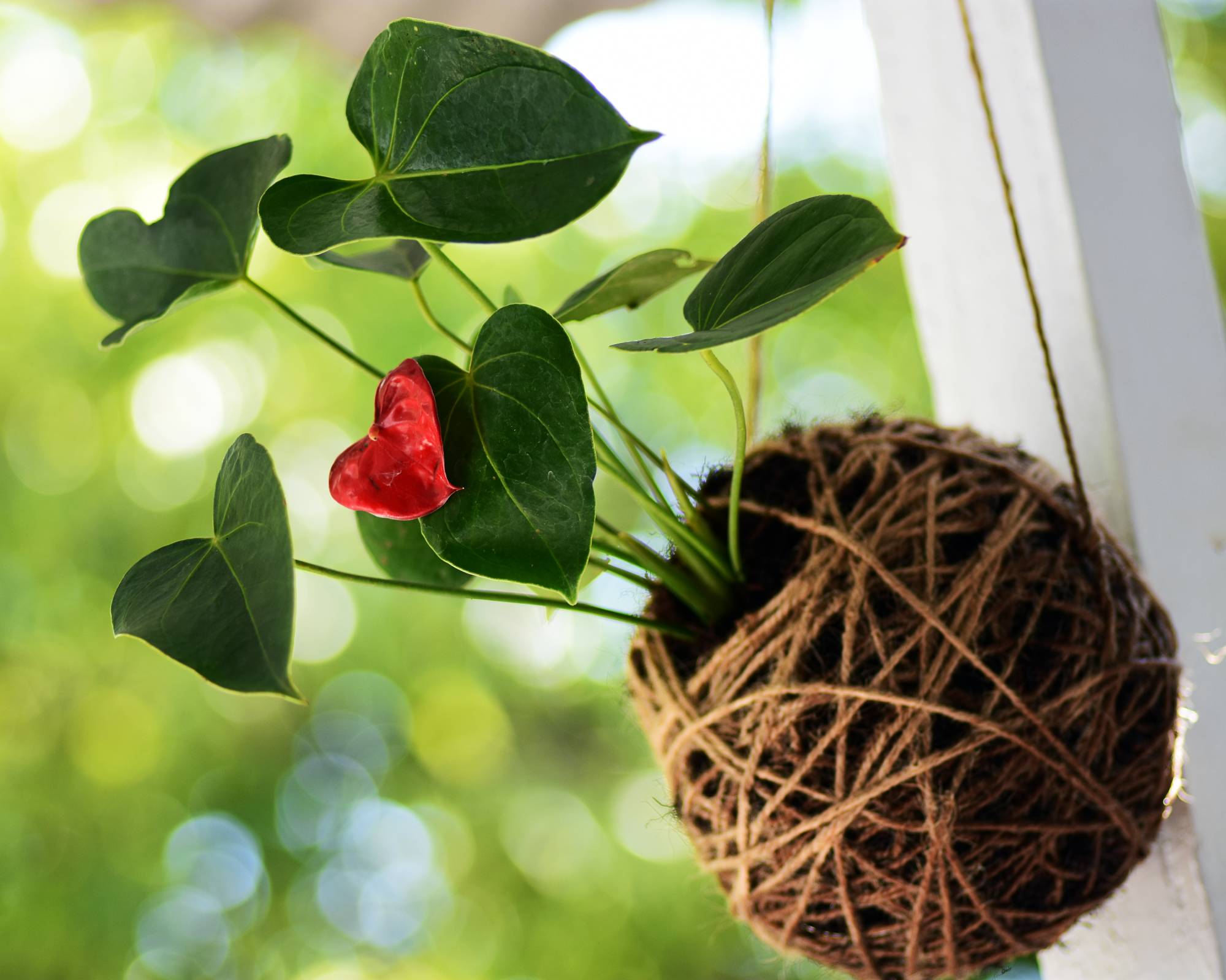 Anthurium Kokedama exposé