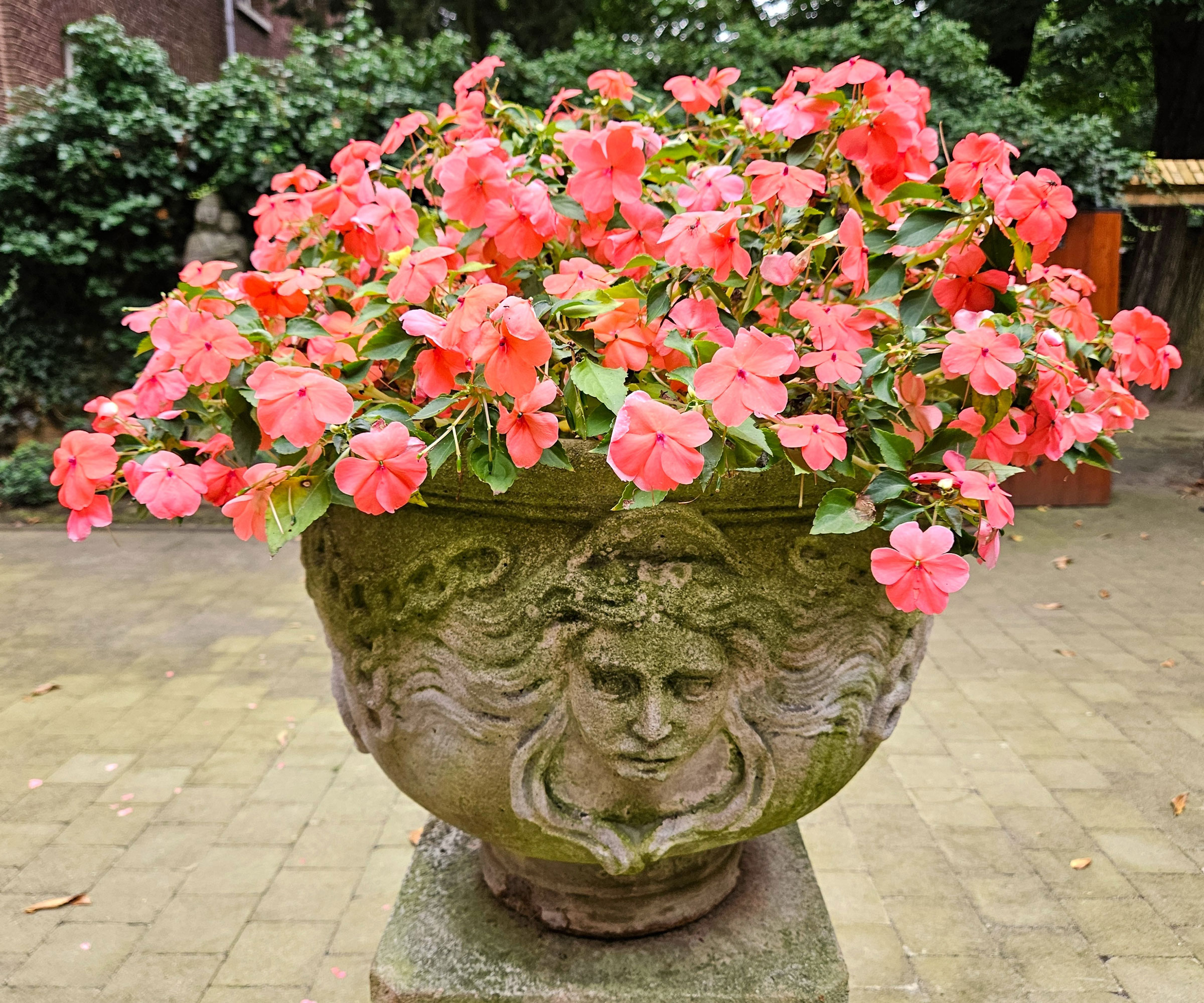 impatiens rouges fleurissant dans un récipient en pierre