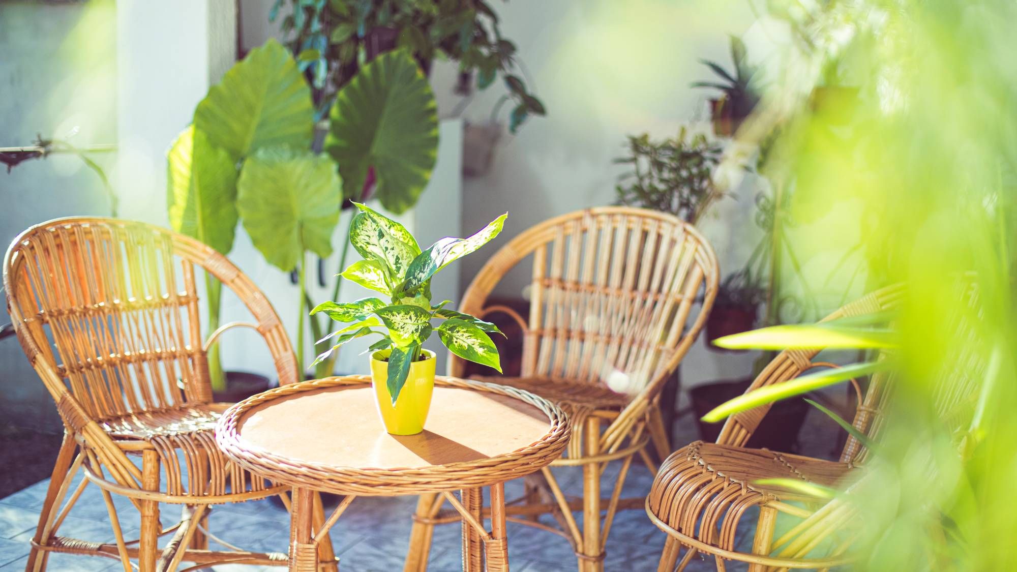 7 plantes d'intérieur pour votre porche qui peuvent entrer à l'intérieur en hiver