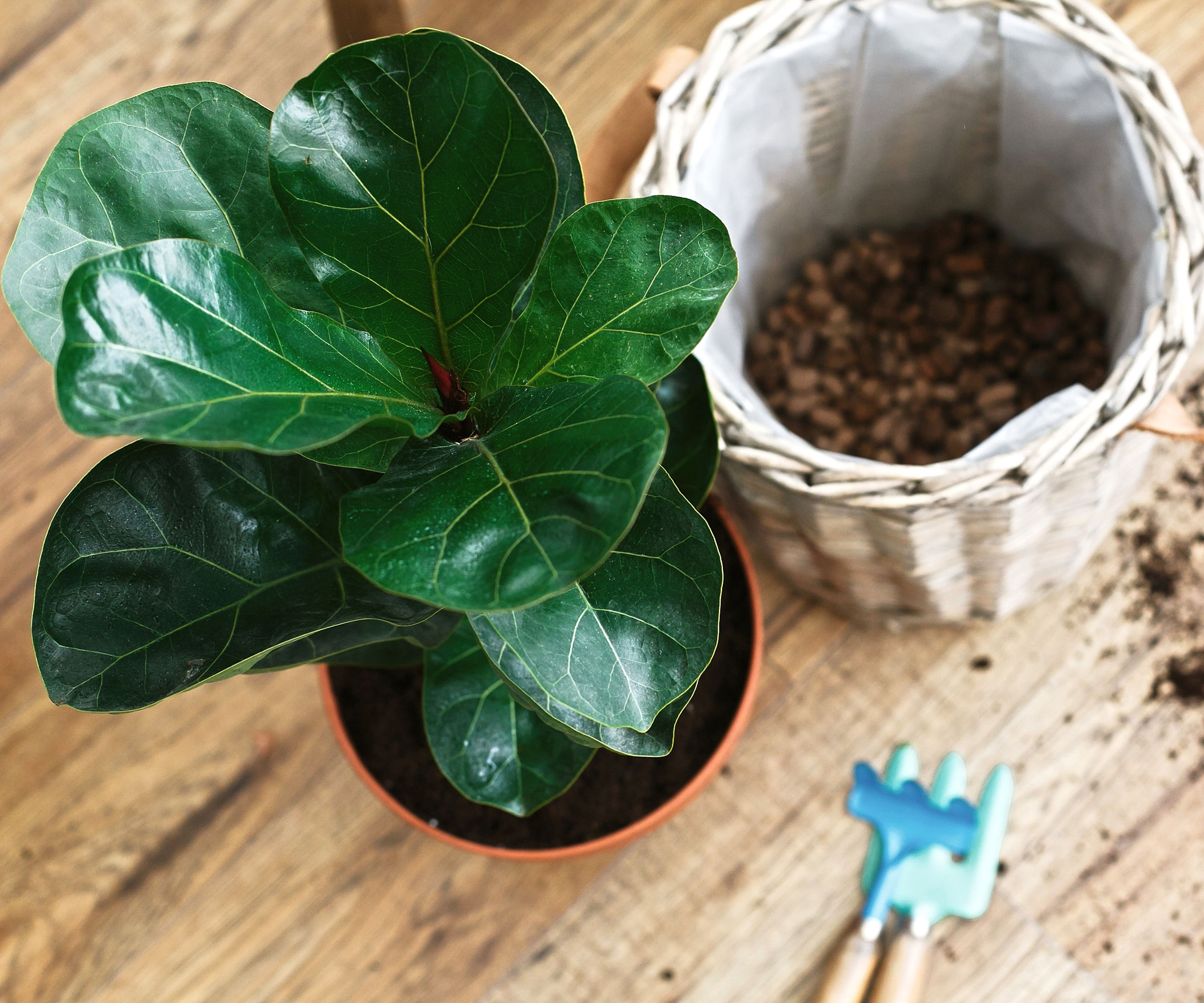 Figuier à feuilles de violon sur le point d'être rempoté, illustré d'en haut avec un pot blanc et des outils de plantation