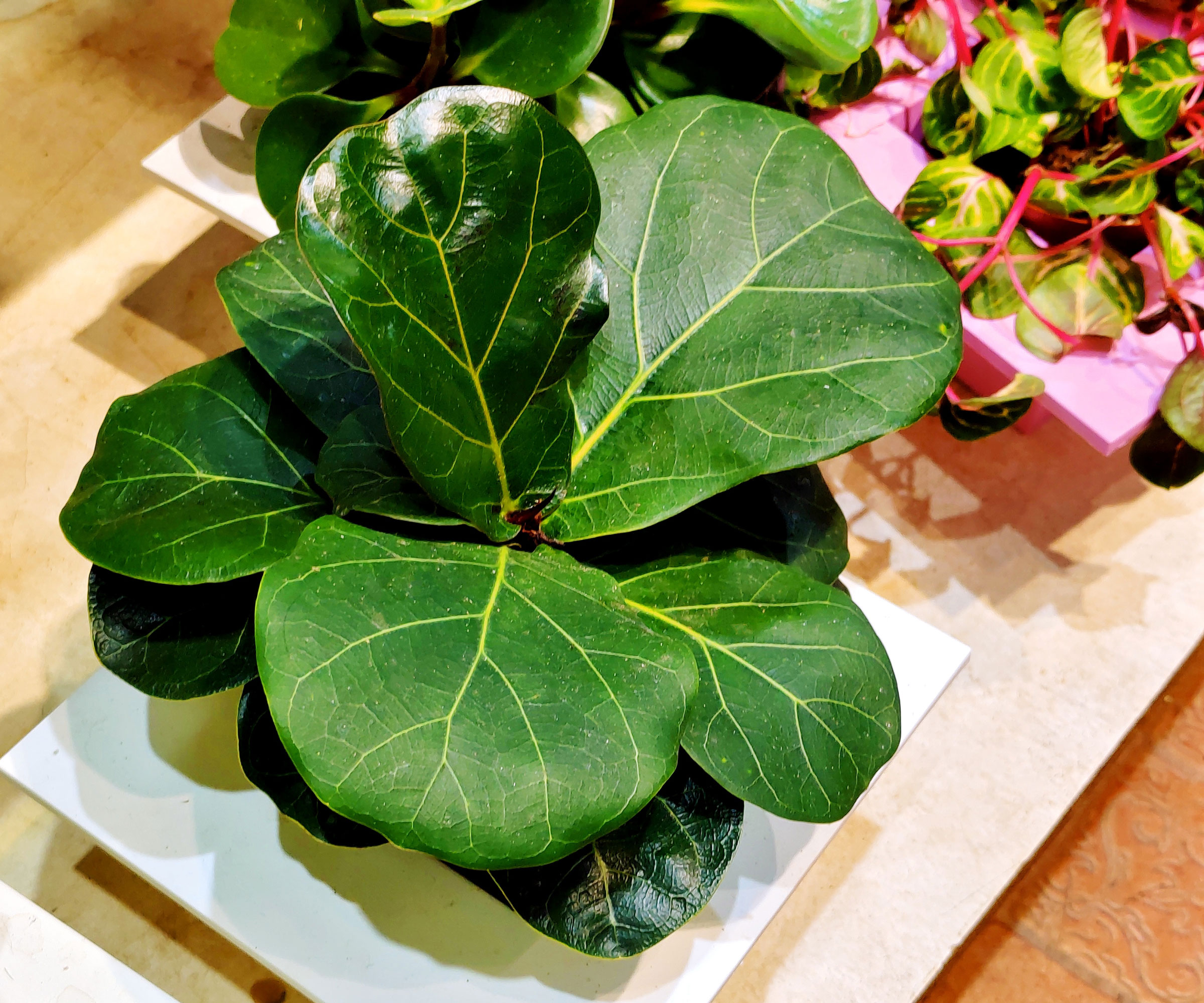 Figuier à feuilles de violon d'en haut sur la table avec d'autres plantes d'intérieur montrant une feuille brillante