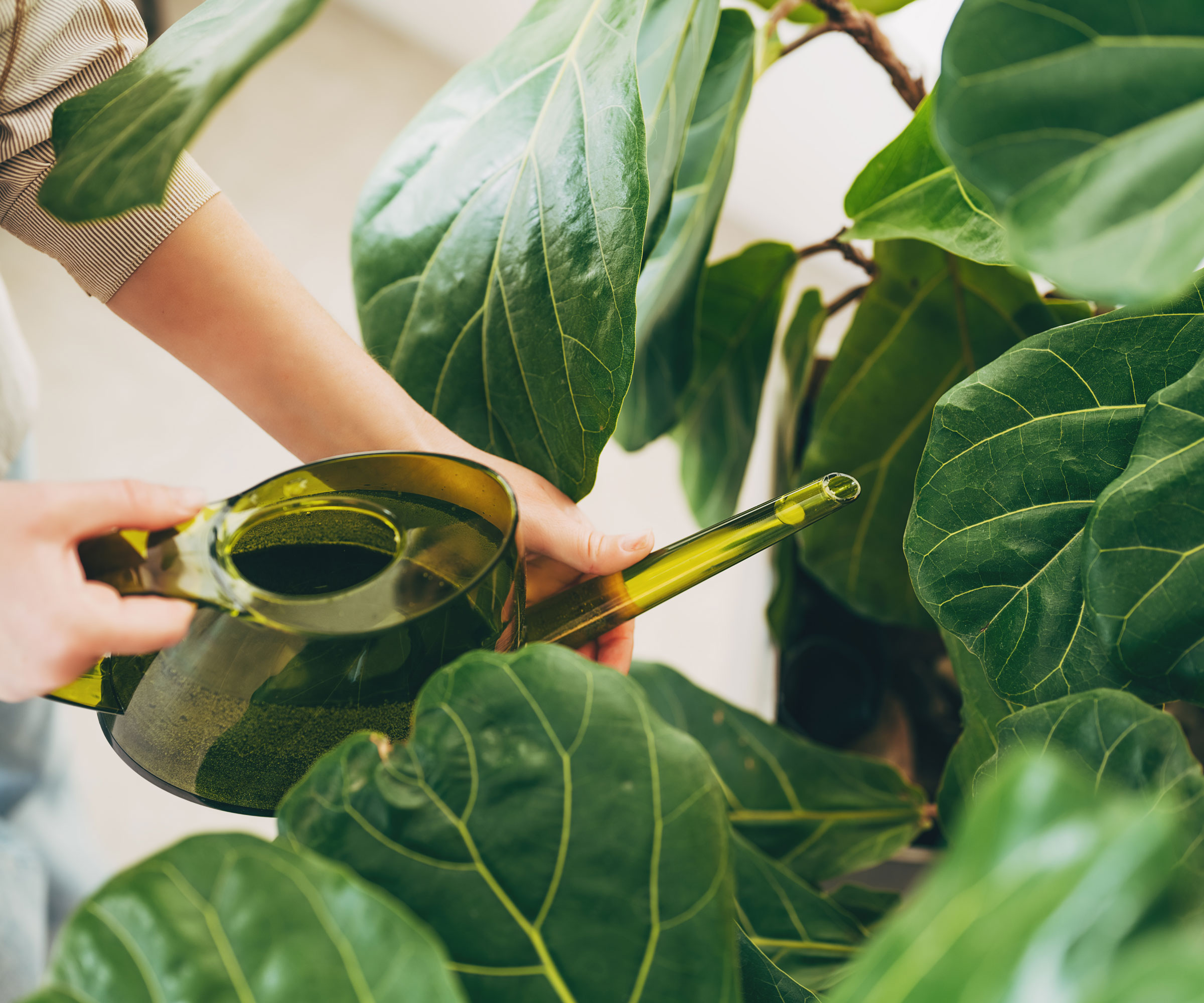 figuier à feuilles de violon arrosé avec un arrosoir vert