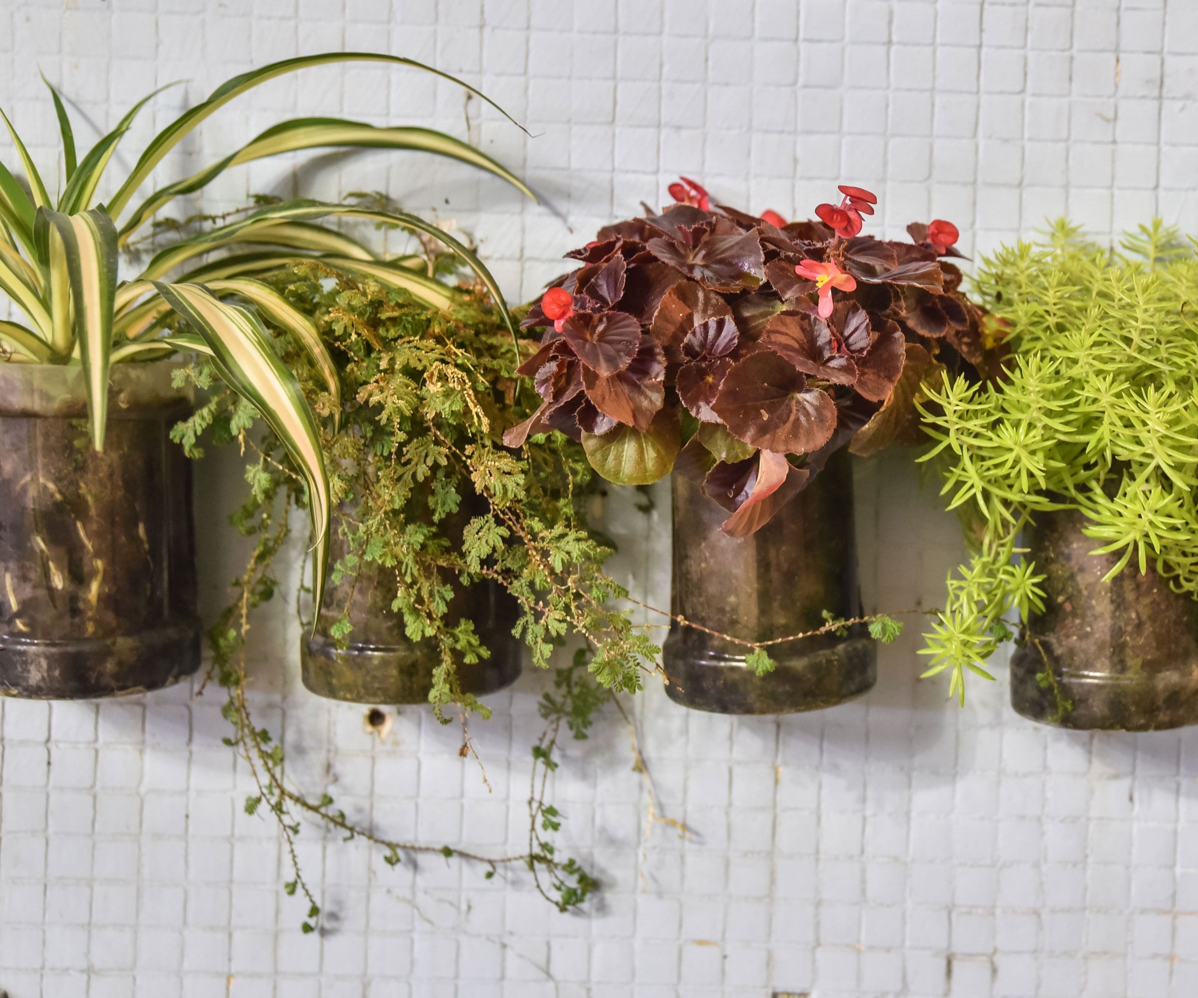 plantes d'intérieur mélangées dans des pots métalliques fixés à des supports et crochets muraux