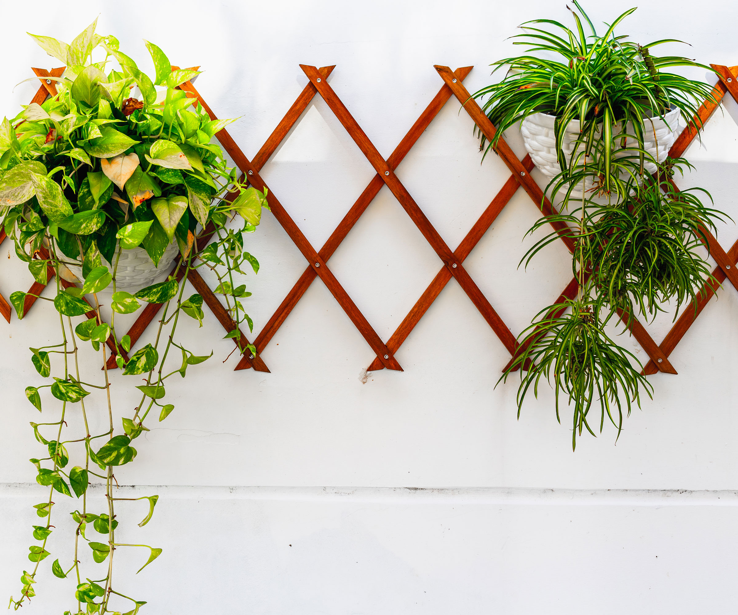 plantes d'intérieur traînantes fixées sur un support mural en accordéon en bois contre un mur blanc