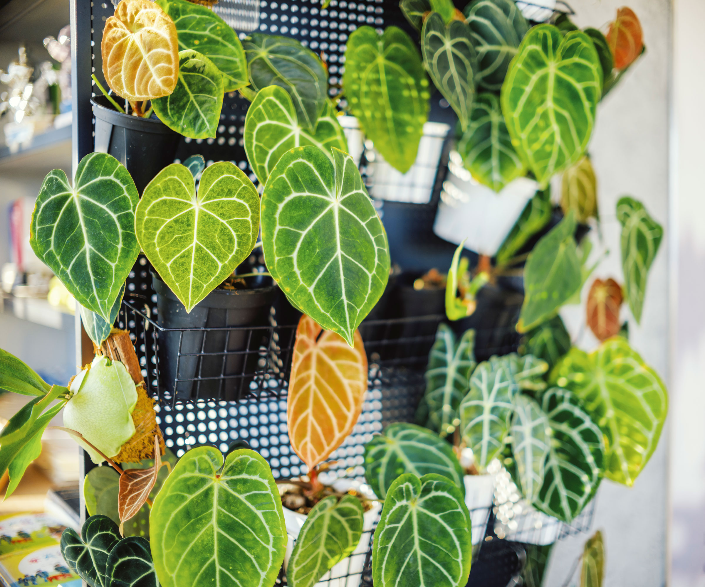 bégonias et autres plantes d'intérieur en pots fixés au cadre mural