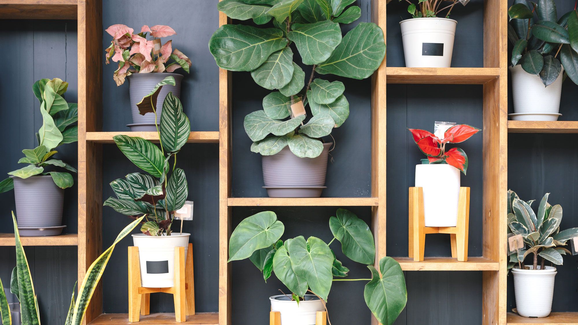 6 idées de jardinières murales pour plantes d'intérieur pour les petits espaces