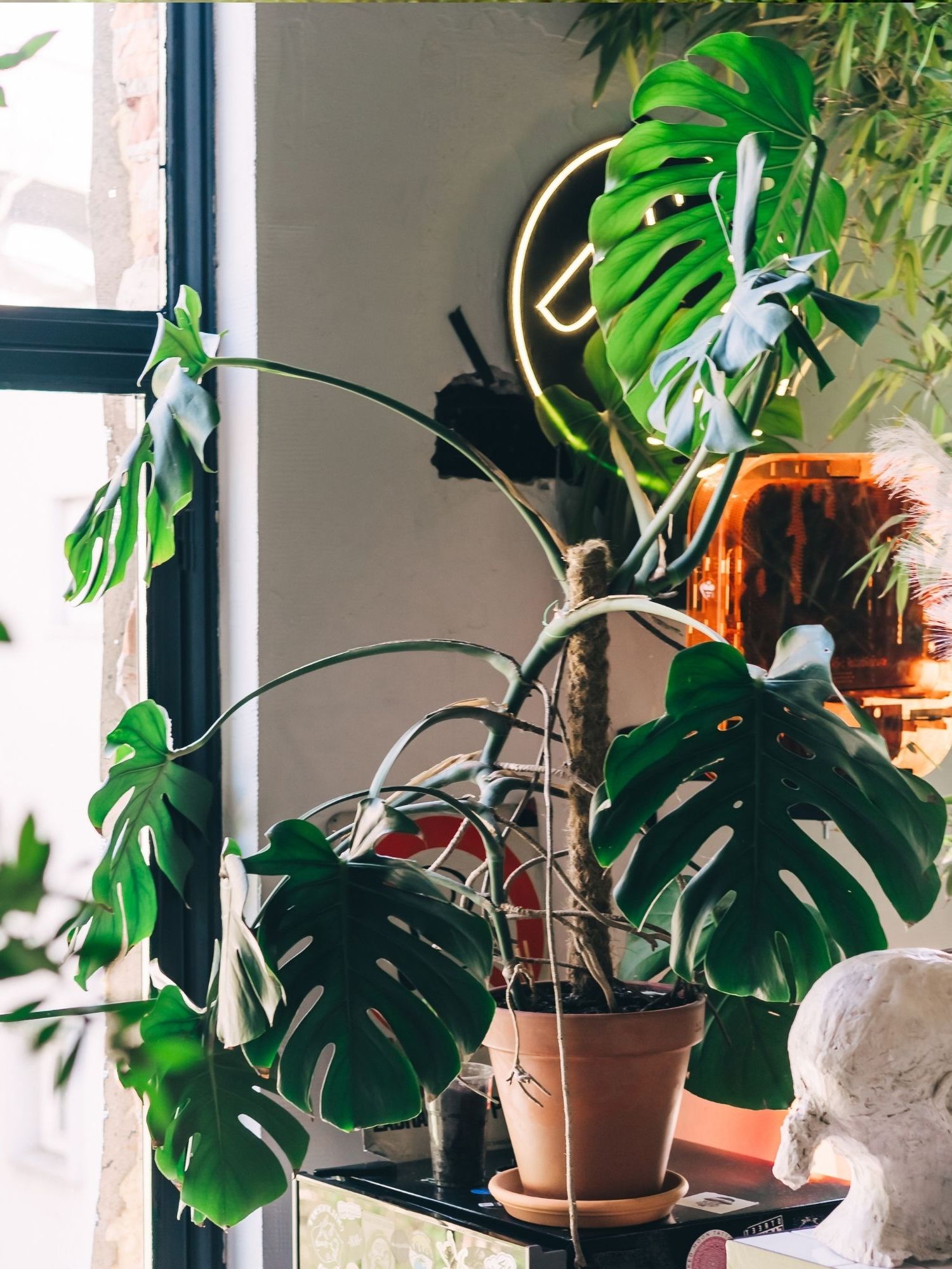 Un coin luxuriant rempli de diverses plantes d'intérieur, dont un grand Monstera, à côté d'une fenêtre avec vue sur une rue de la ville.