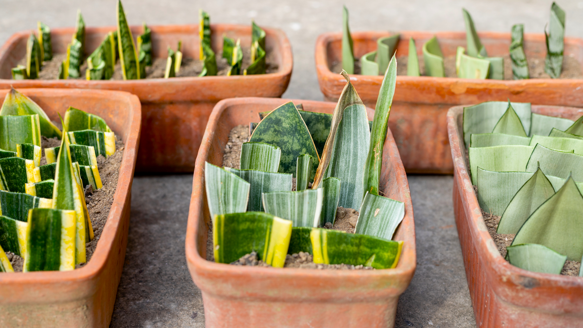 beaucoup de boutures de plantes de serpent dans des pots en terre cuite