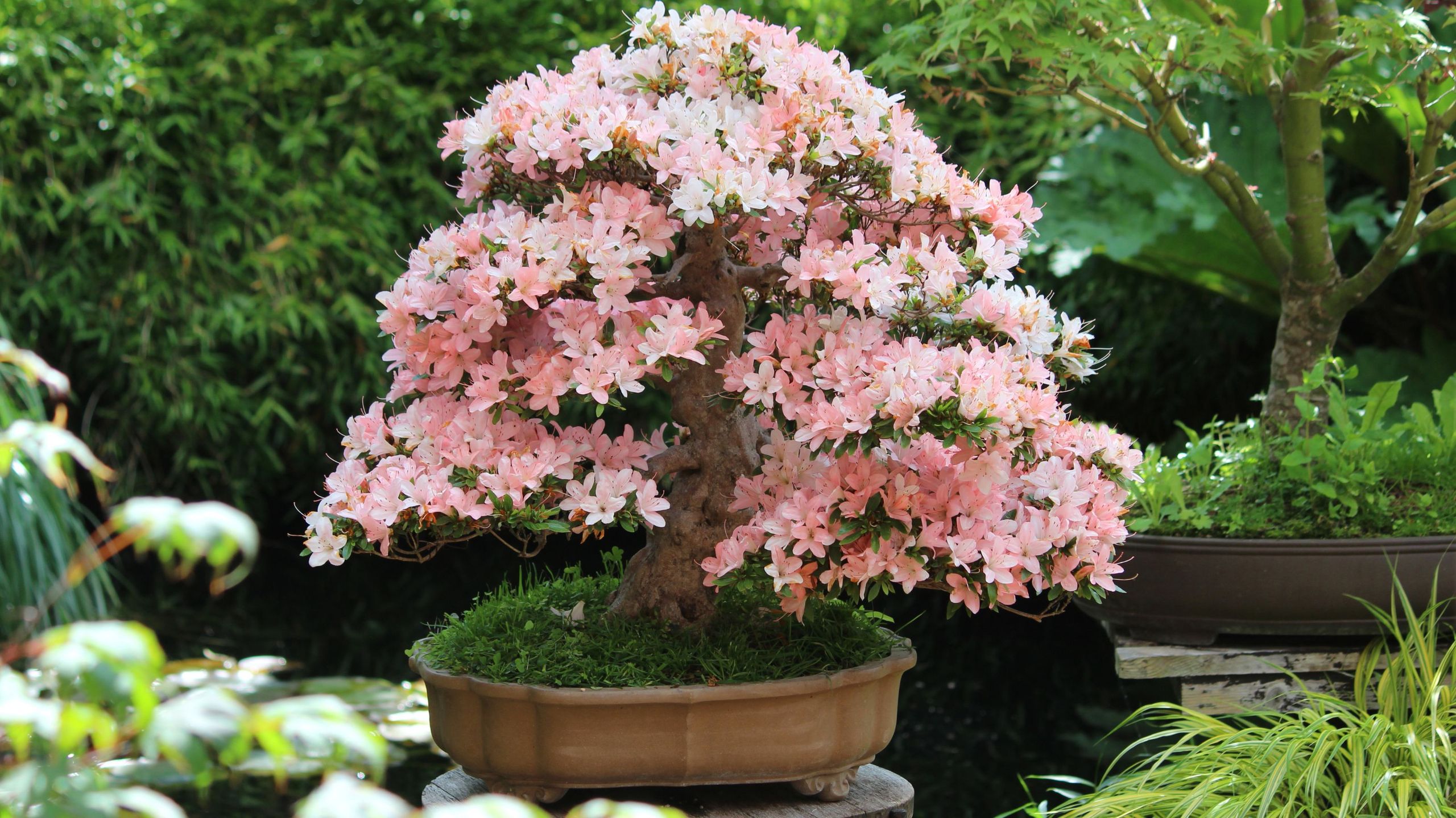 5 superbes bonsaïs à fleurs que même les débutants peuvent cultiver