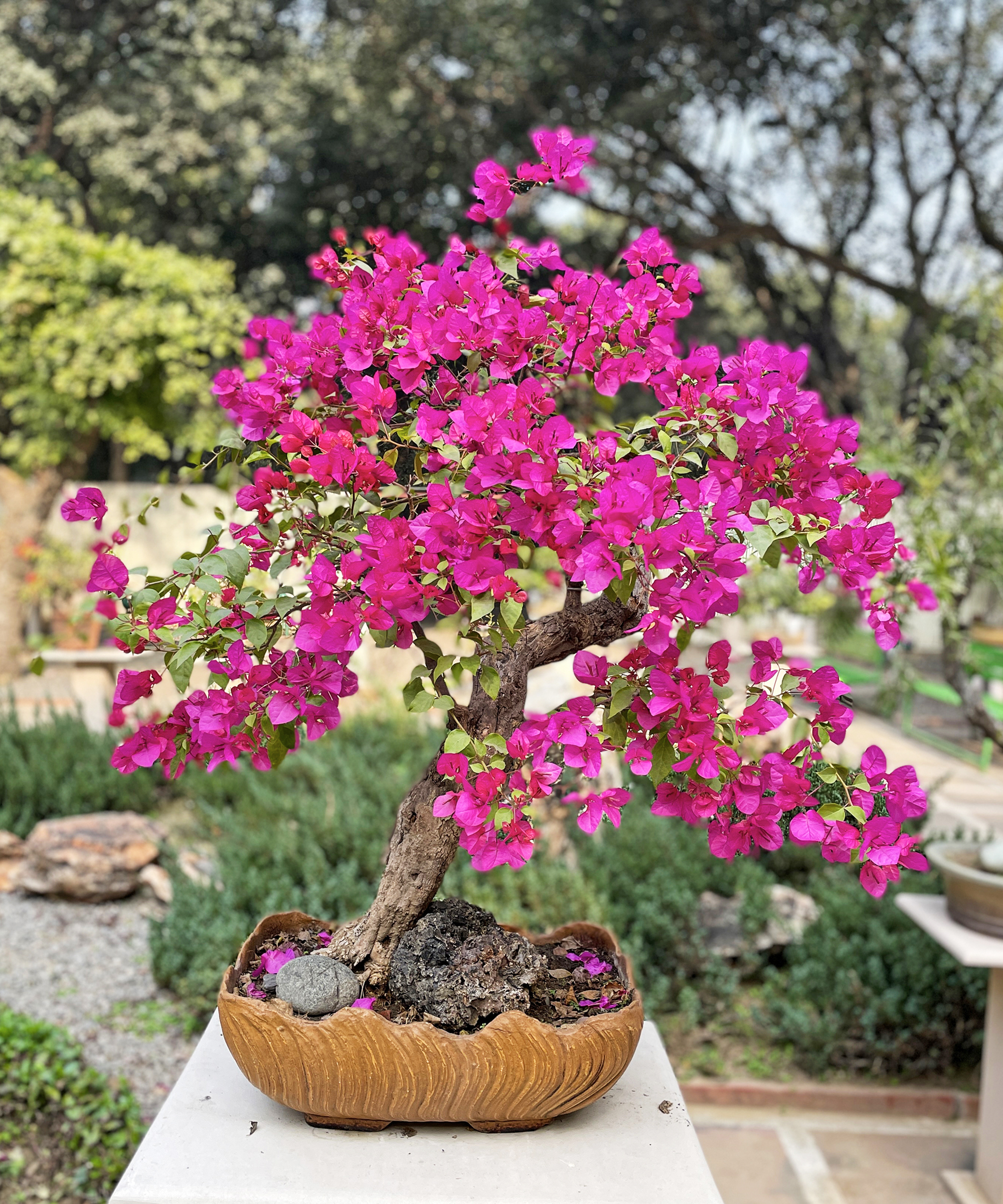 Bonsaï de bougainvilliers à fleurs roses sur un socle en béton dans la cour