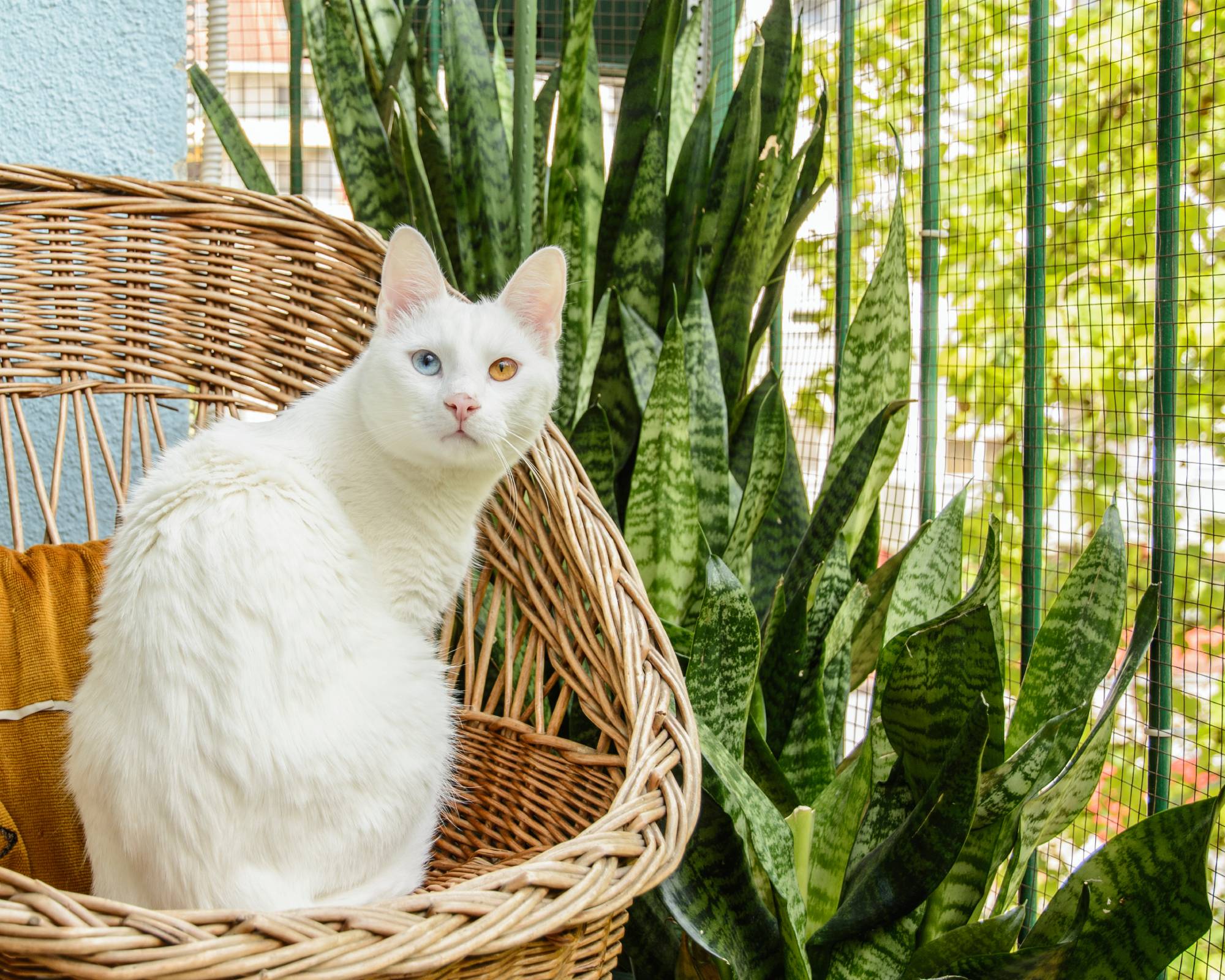 Chat blanc sur une chaise en osier à côté de plantes serpent sur le patio