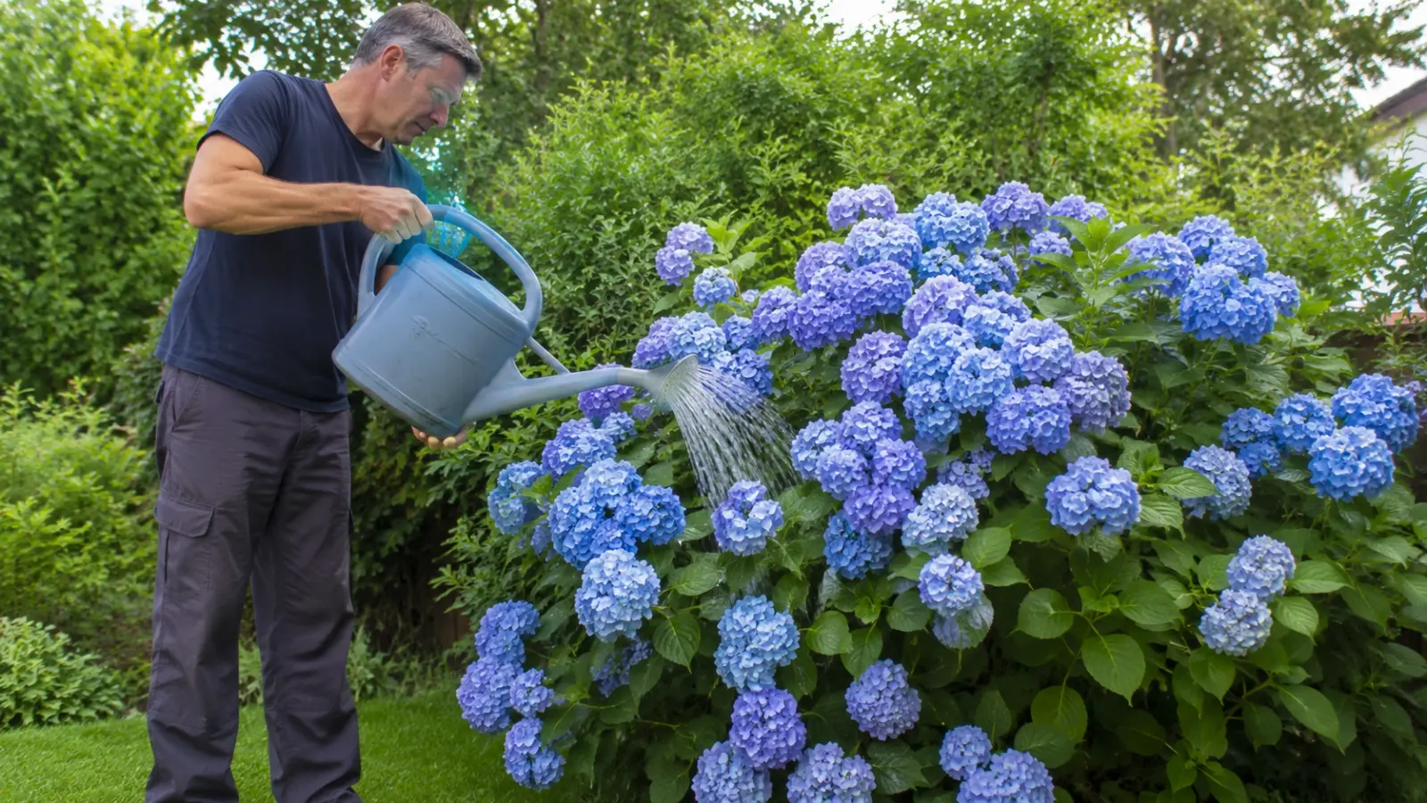Arrosez simplement l’hortensia avec une fois par semaine. Les fleurs roses commenceront à devenir bleues