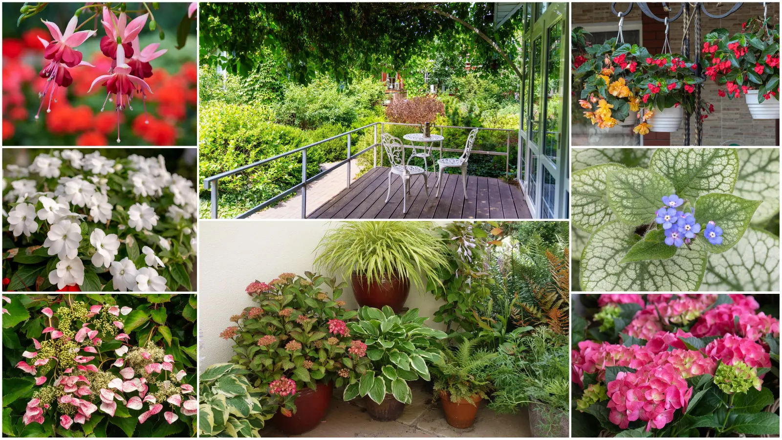 Avez-vous un balcon exposé au nord, frais et humide ? Plantez ces fleurs et l'effet vous surprendra ainsi que vos voisins