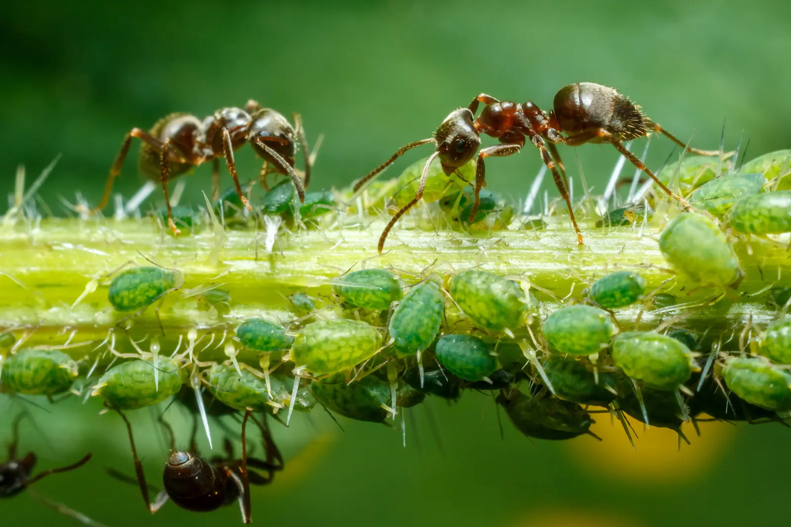 C'est pourquoi les pucerons envahissent si rapidement le jardin. Les fourmis les aident