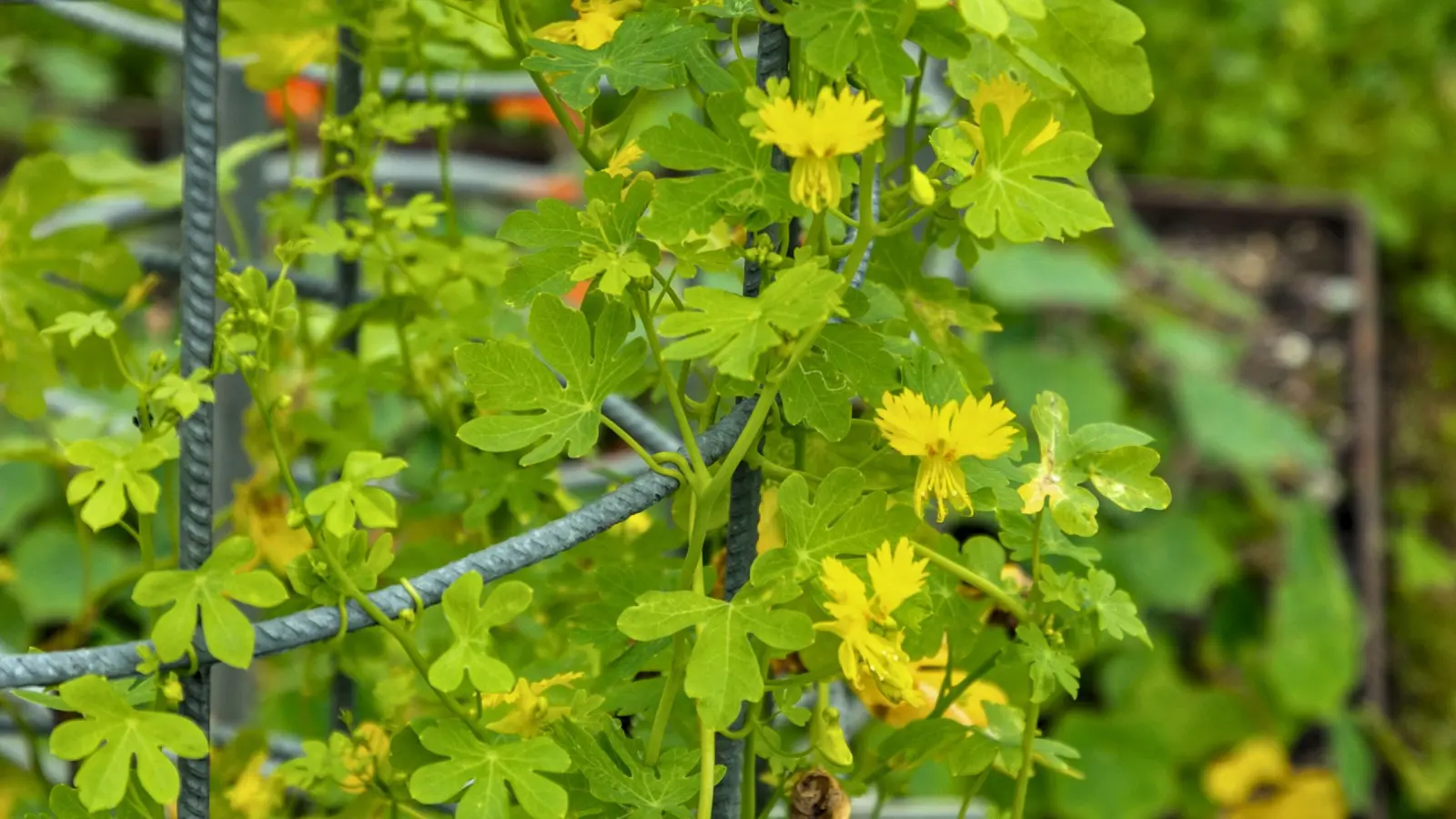 Capucine des Canaries (Tropaeolum peregrinum) - description, apparence, exigences, culture et soins