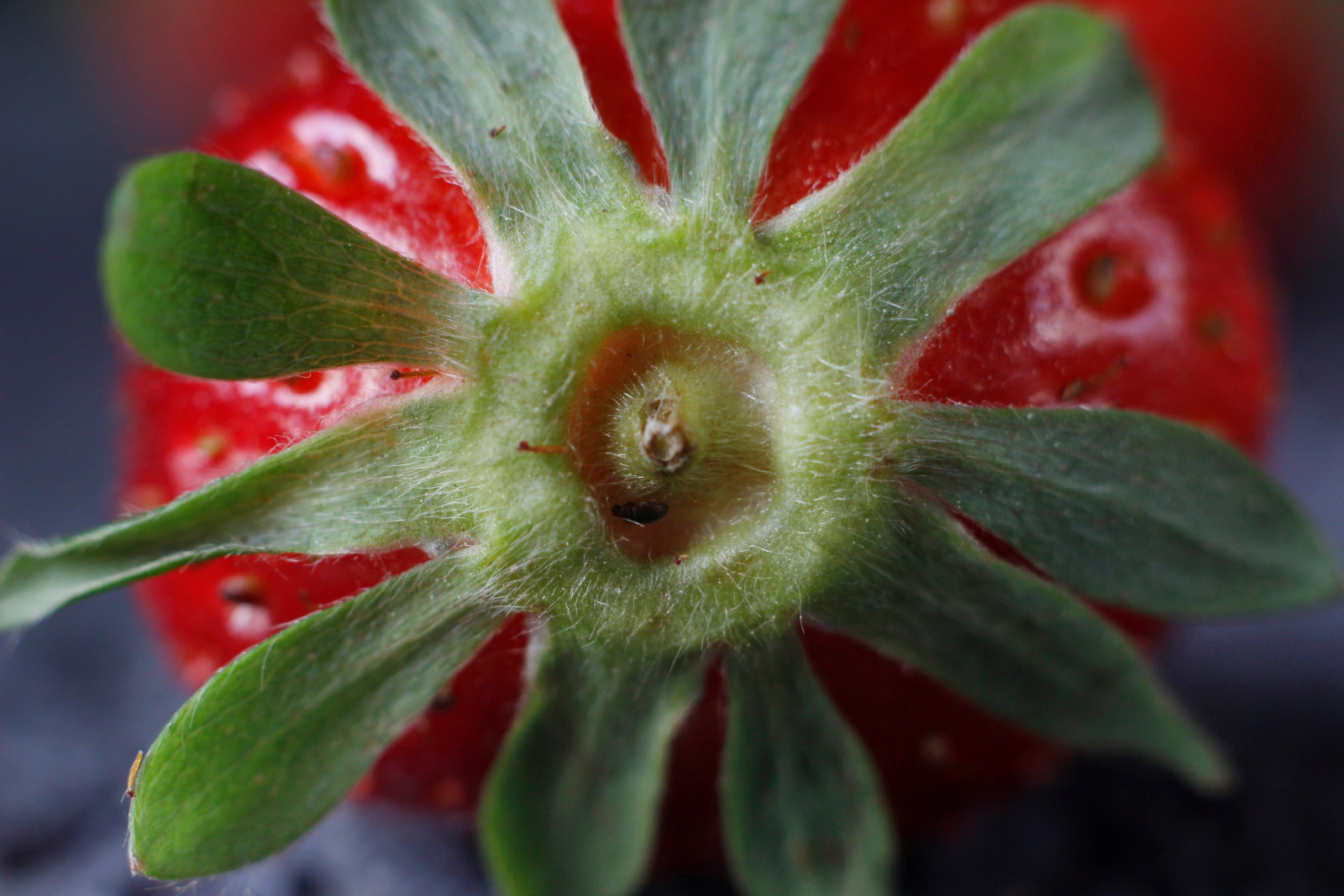 Cette partie de la fraise finit généralement à la poubelle. Et tu peux l'utiliser