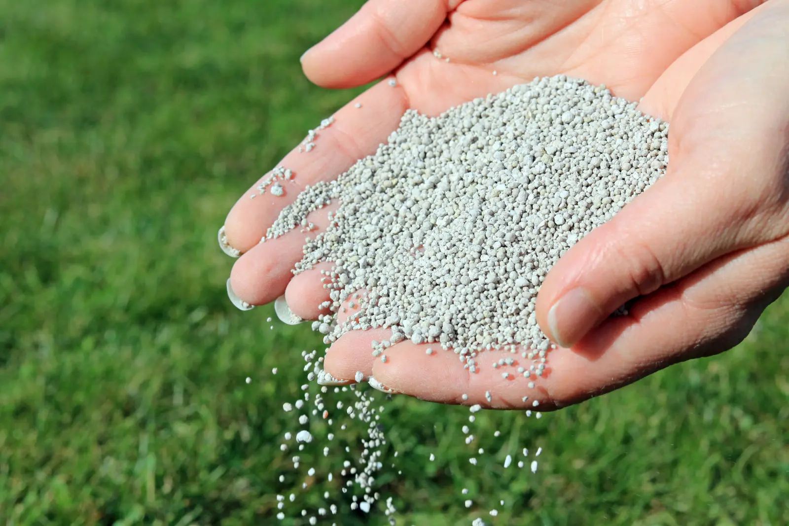 Comment, avec quoi et quand fertiliser la pelouse pour la première fois après le semis ?