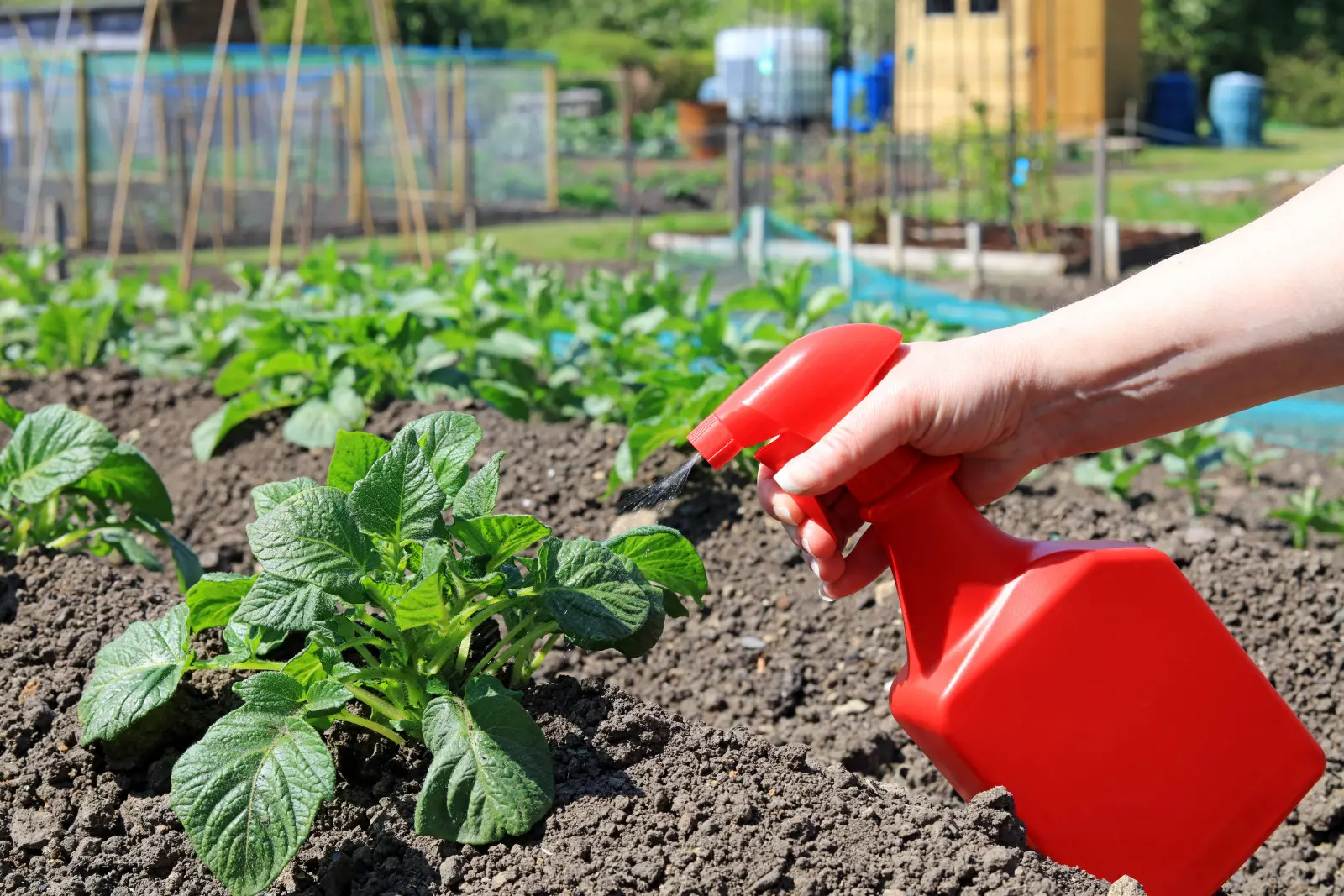 Compte des mauvaises herbes du potager. Désherbez régulièrement ou pulvérisez une fois, n'est-ce pas ?