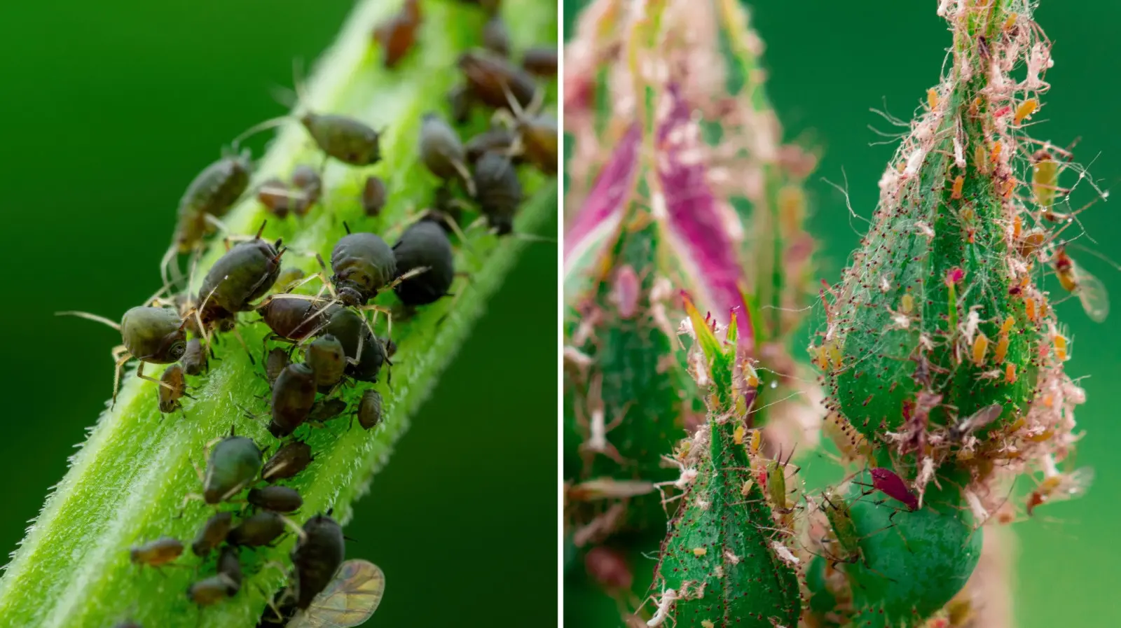 Des pucerons sur les roses et les légumes ? Avant d'utiliser des produits chimiques, vérifiez-le