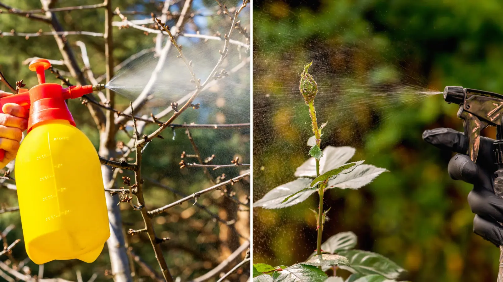 Deux dates de pulvérisation et les pucerons n'auront pas le temps de détruire les plantes