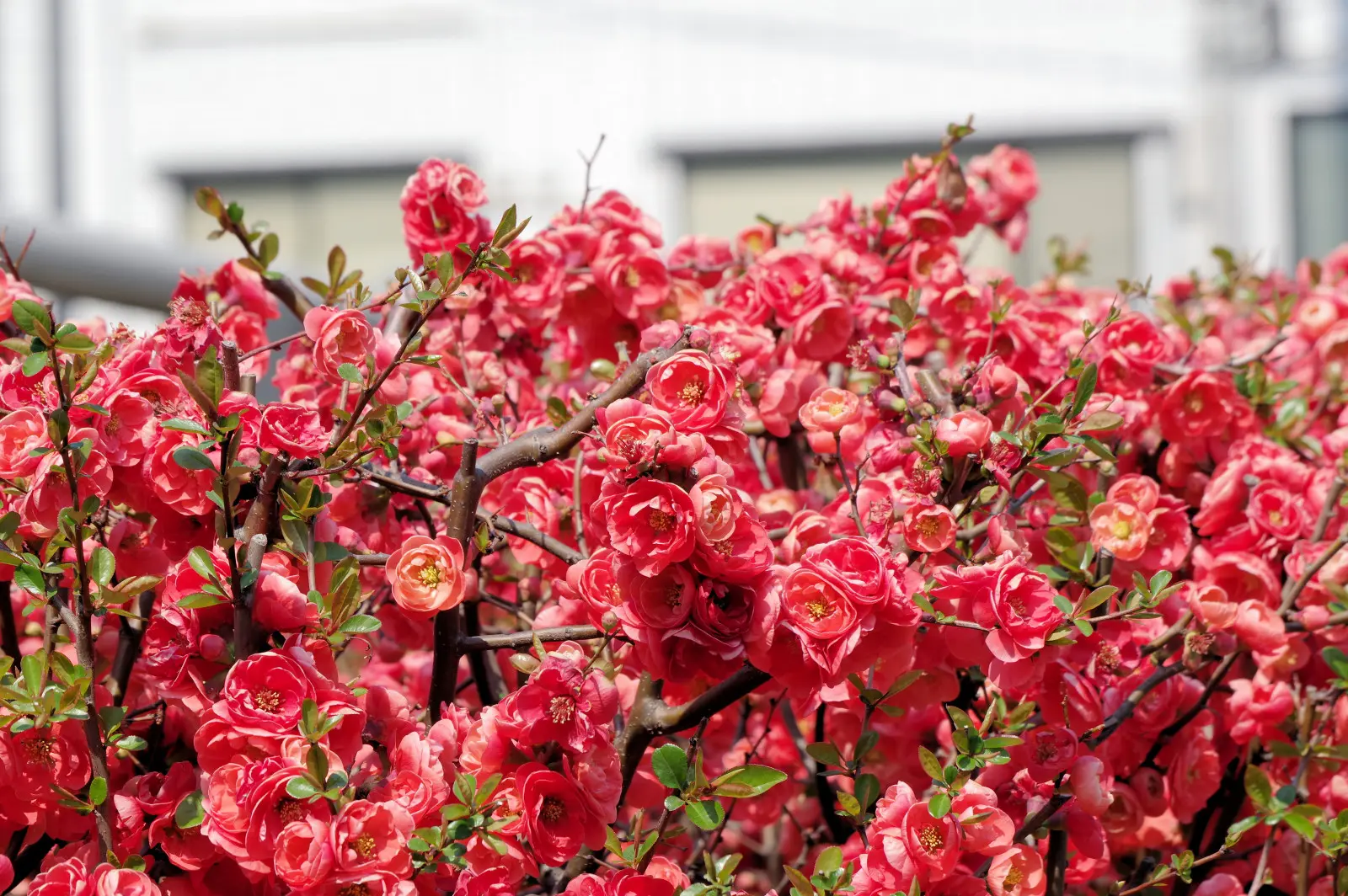 Haie de coings – hérissée, dense et pleine de fleurs