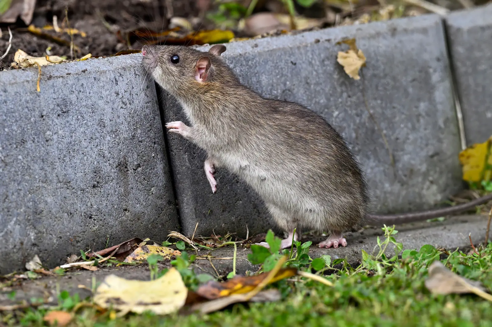 Il y a une chose dans votre jardin qui fait que les rats se sentent chez eux