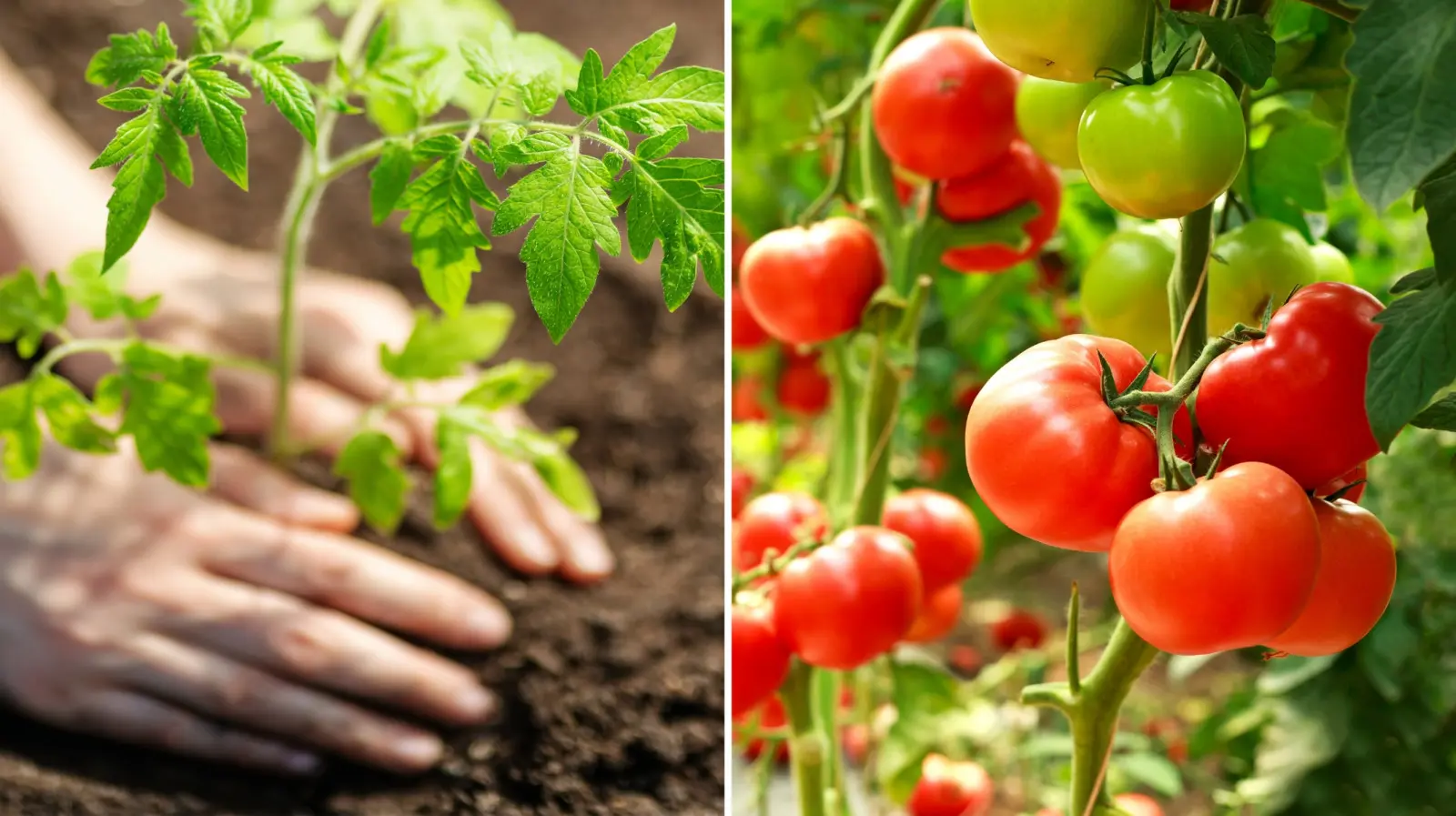 La première semaine après la plantation des tomates est la plus importante. Que faire étape par étape ?