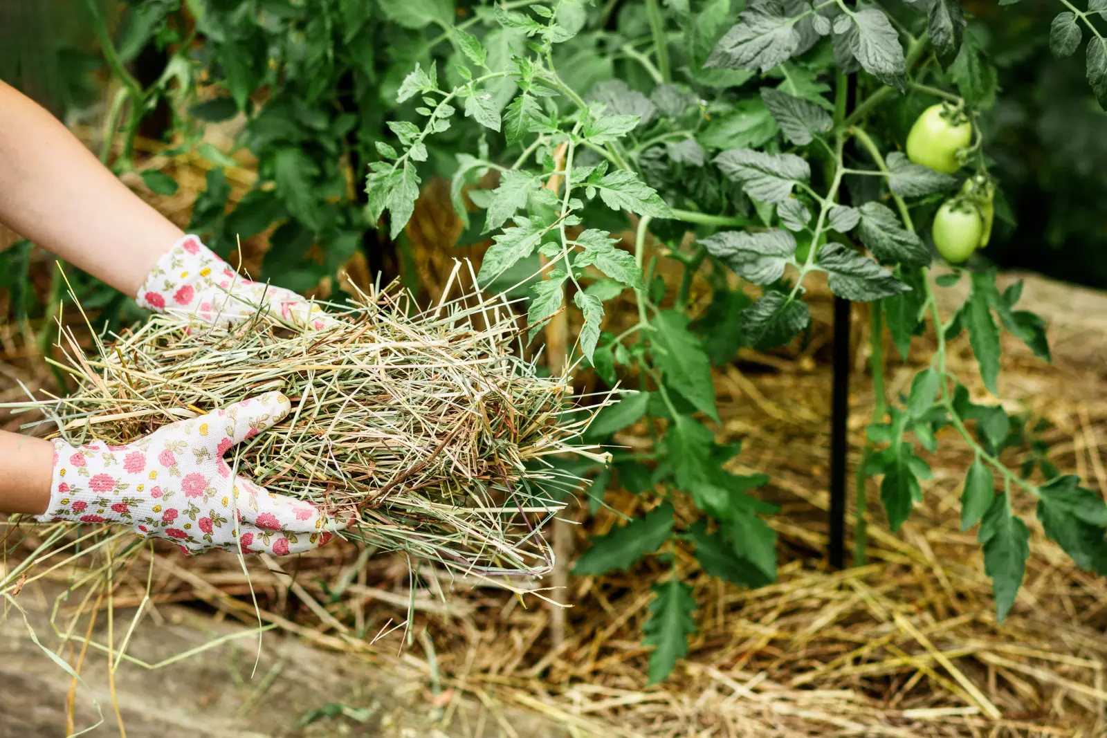 Le paillis retient l'humidité même par temps chaud. Les jardiniers font cela depuis des années