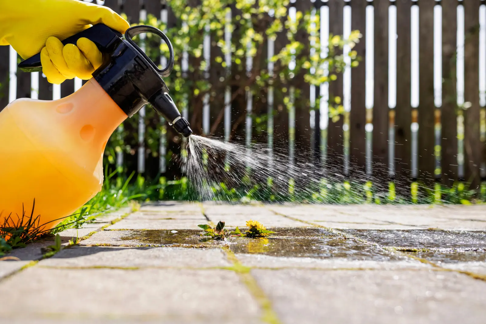 Le vinaigre nature suffit à éliminer les mauvaises herbes des pavés. Vérifiez quelle solution prendre