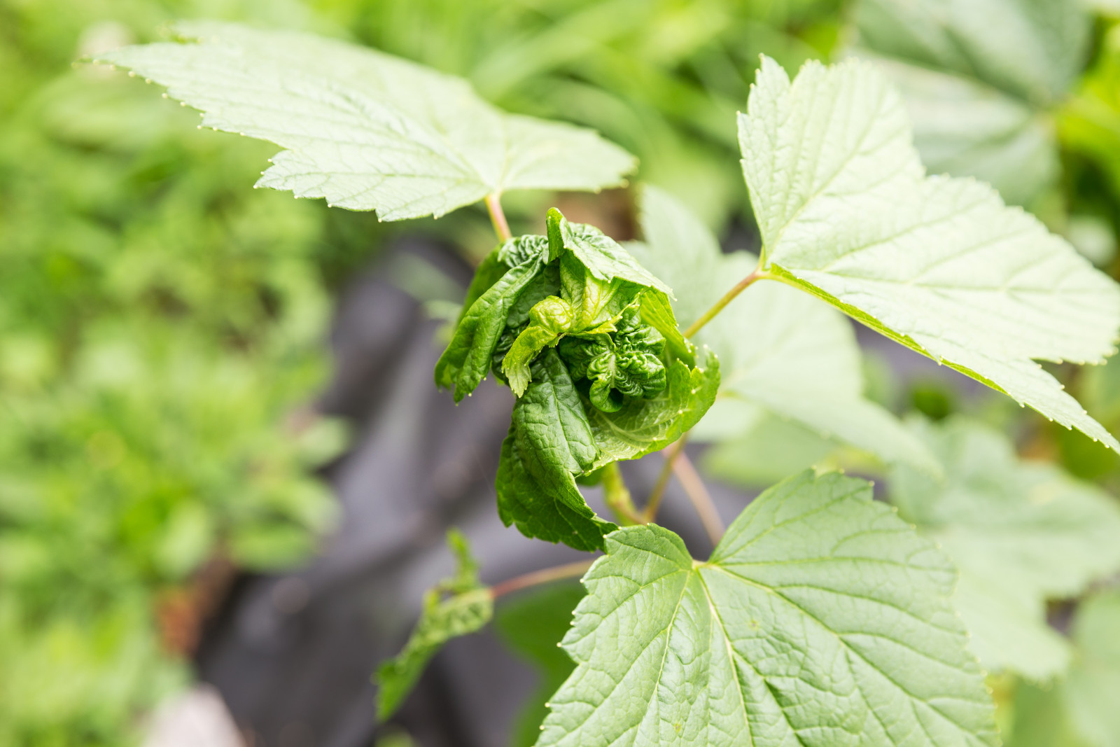 Les feuilles ont l'air bizarres et collantes ? C'est peut-être le début d'une invasion de pucerons