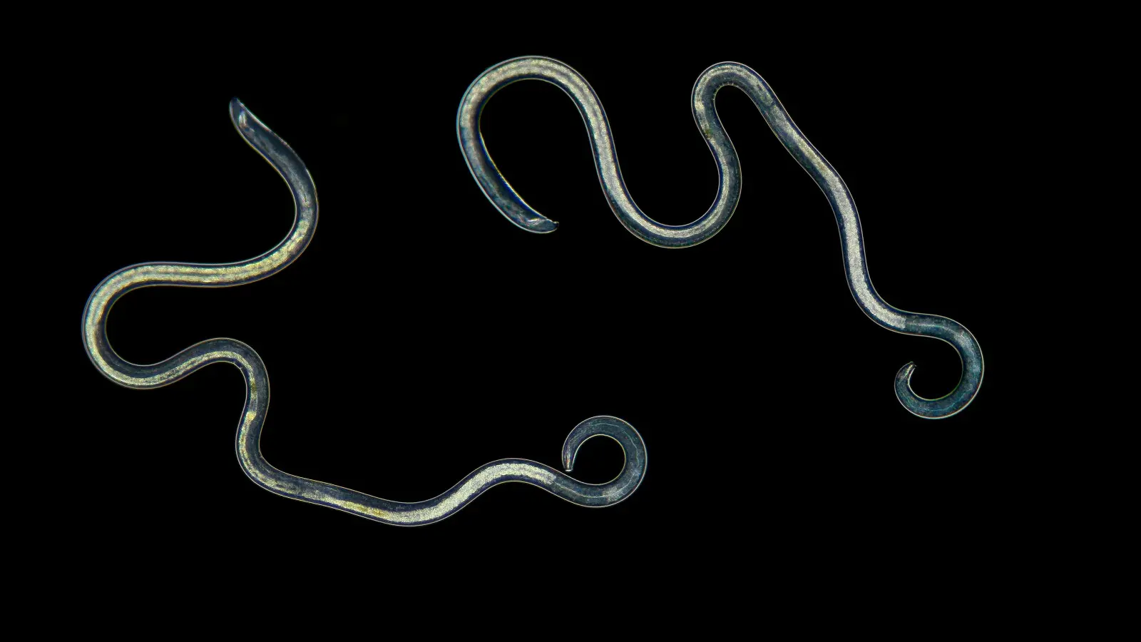 Les nématodes du sol ne sont pas toujours nuisibles. Certains protègent les plantes