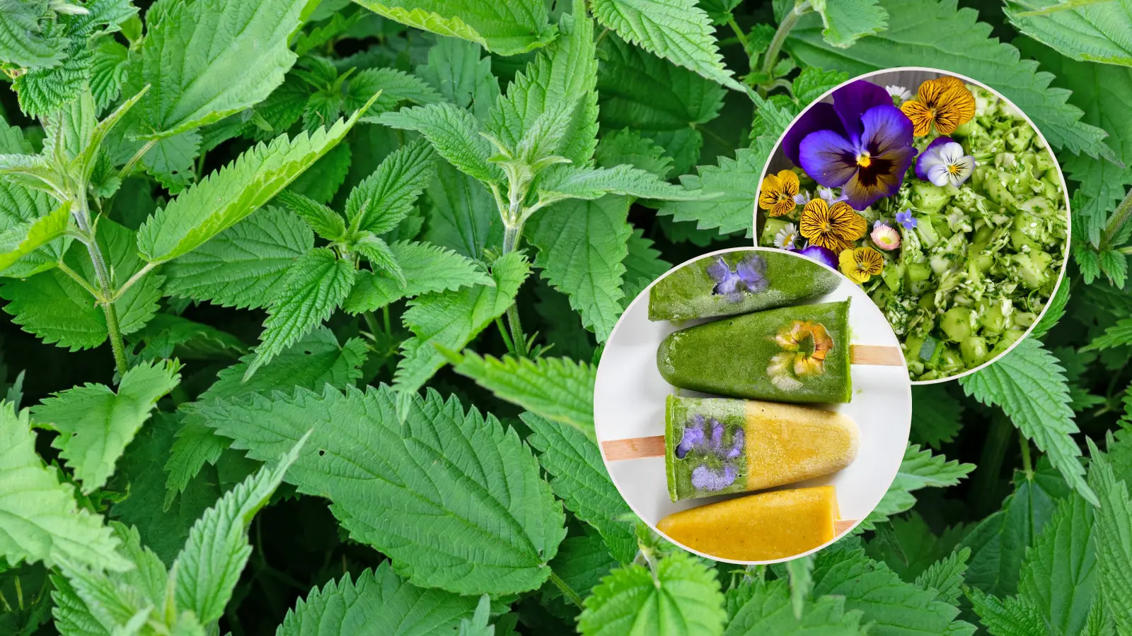 Mangez de l'ortie pour la santé. Préparez une salade de jeunes feuilles ou des sucettes glacées