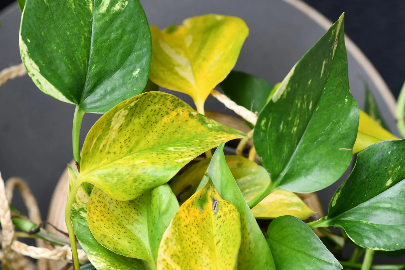 Pensez-vous que c'est un manque d'engrais ? Les feuilles jaunes peuvent avoir une cause complètement différente