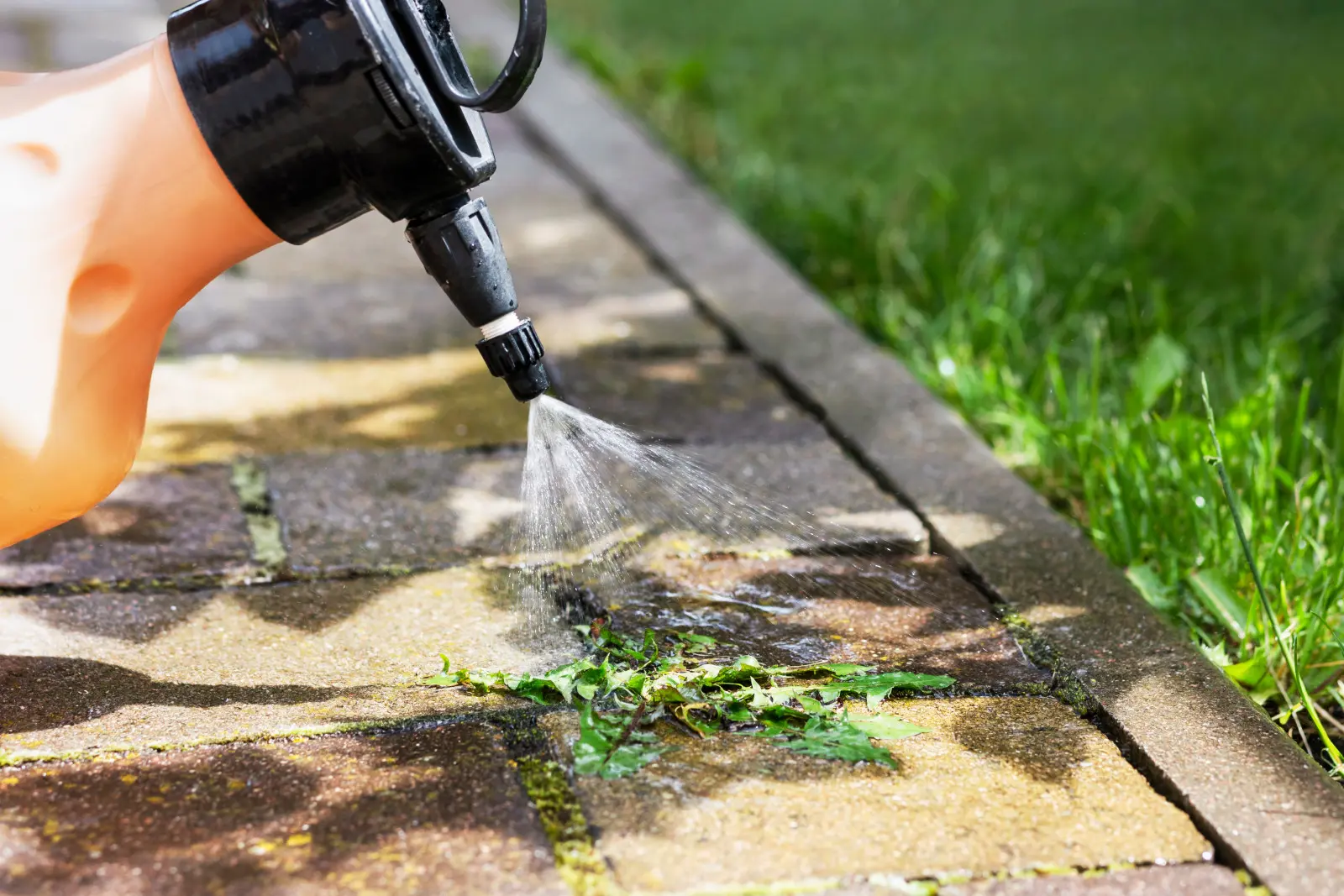 Peut-on utiliser du bicarbonate de soude pour tuer les mauvaises herbes ? Attention, l'effet peut vous surprendre, mais négativement !