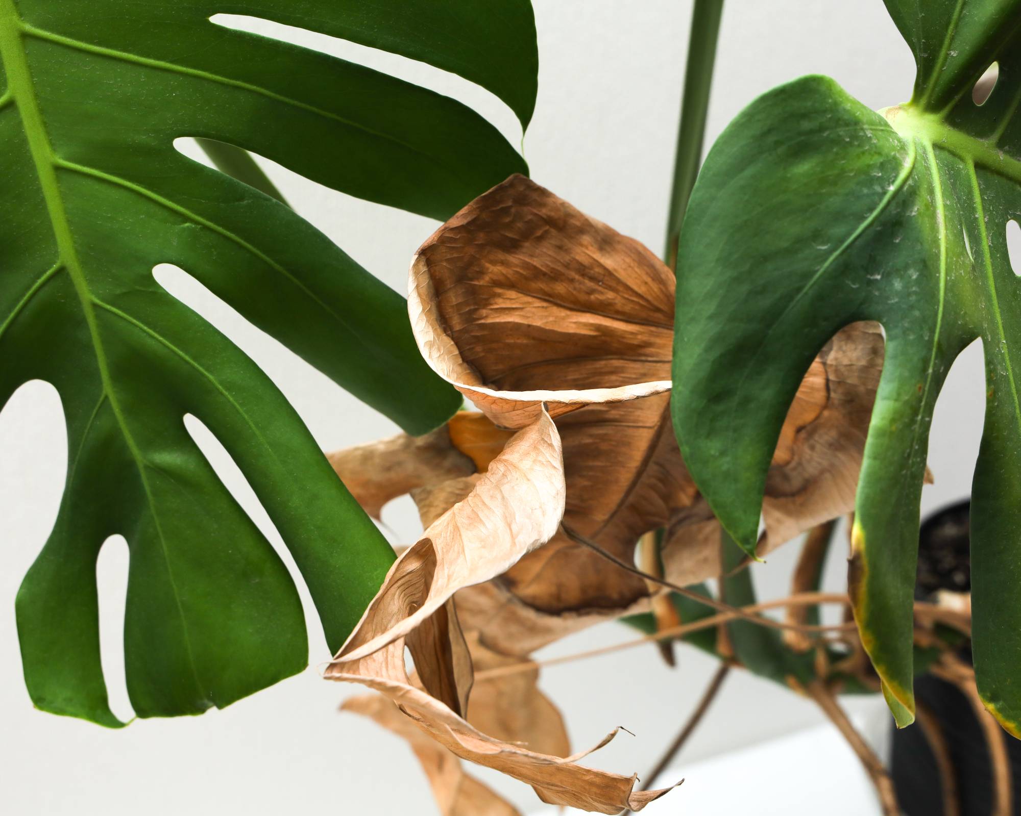 Feuilles mortes brunes sur une plante monstera