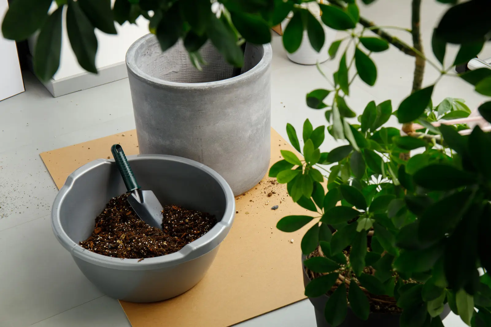 Une poignée par pot suffit. La terre cessera de pourrir et de se moisir