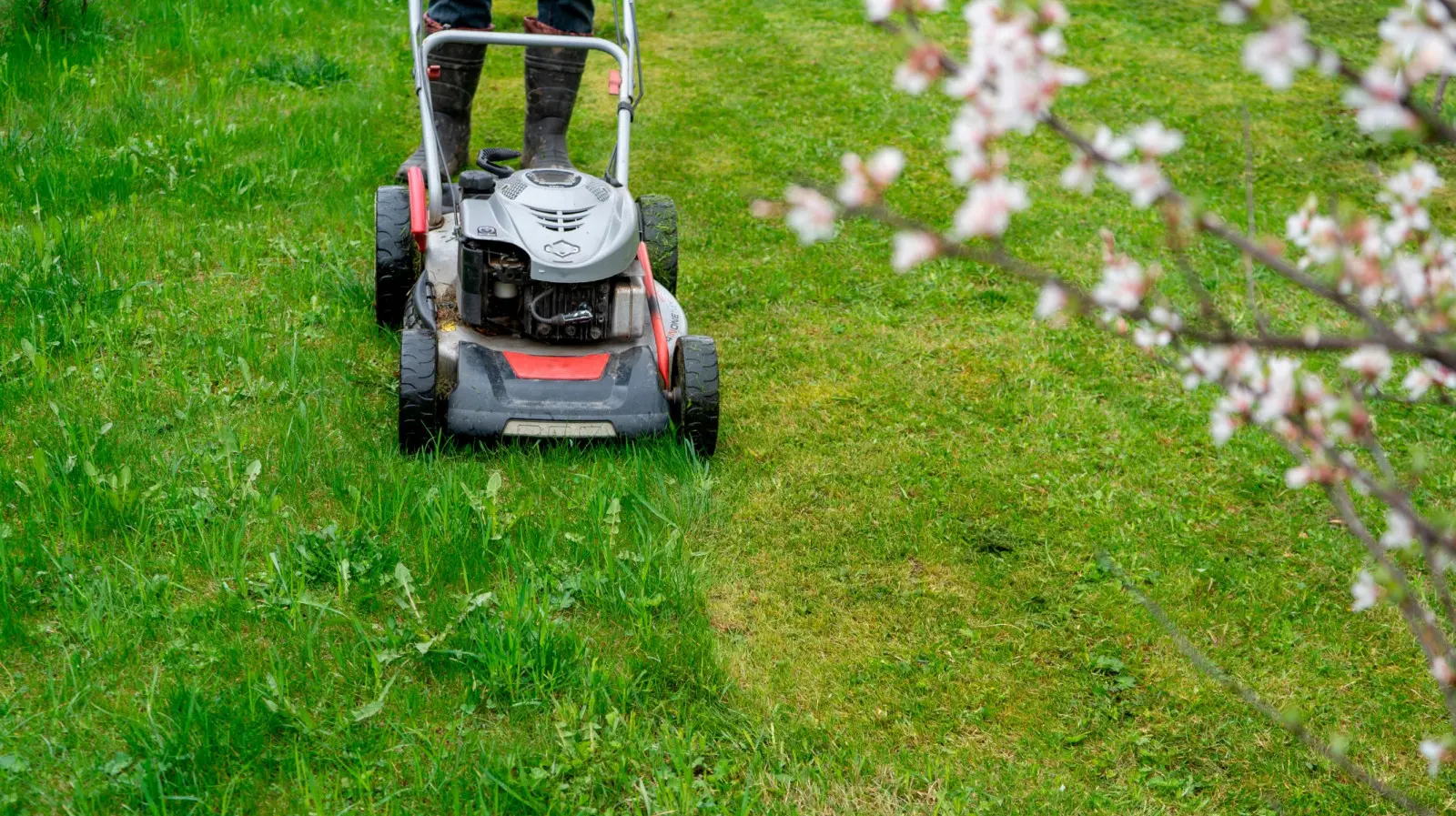 Votre pelouse se dessèche après la tonte ? Cette erreur est commise par beaucoup