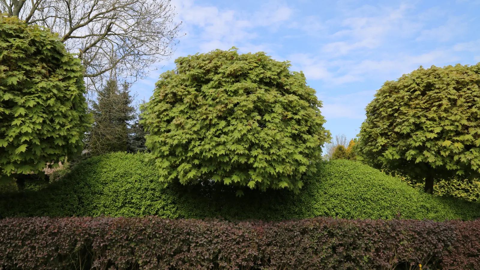 Vous disposez de peu d'espace pour un arbre dans votre jardin ? Choisissez une balle compacte qui ne s'étend pas en largeur ni vers le haut