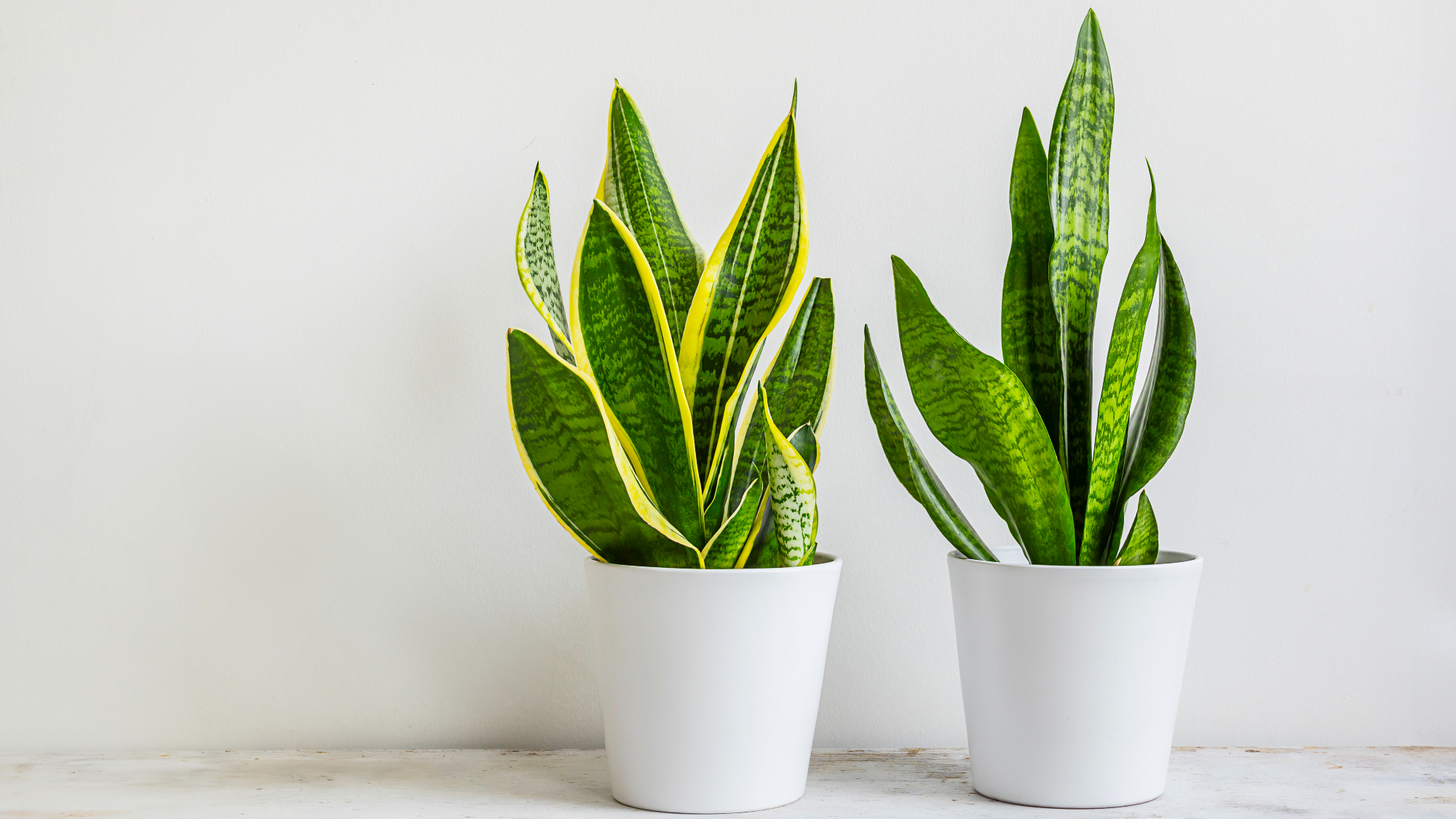 deux plantes de serpent sur fond blanc