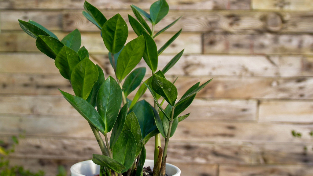 gros plan plante ZZ en pot