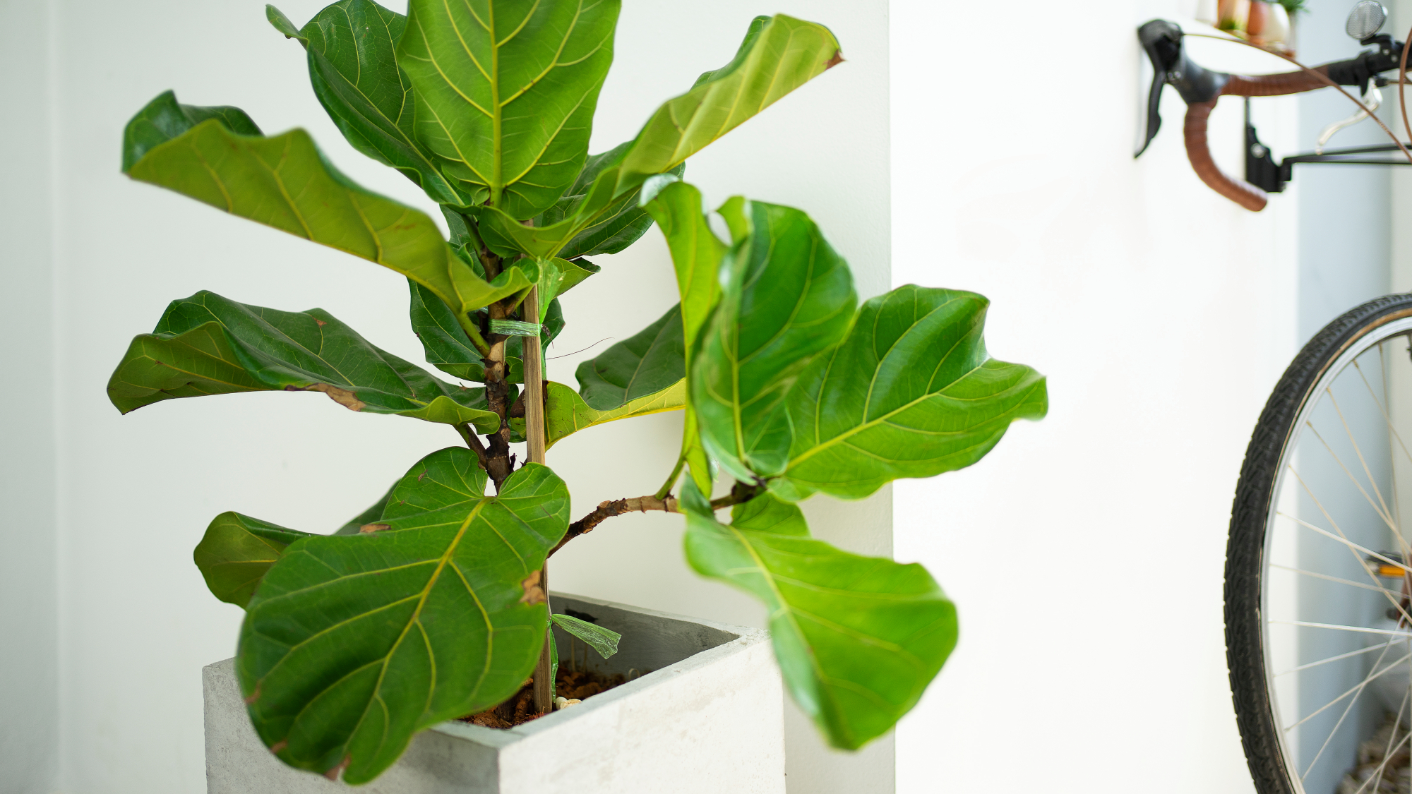 Plante d'intérieur de figuier à feuilles de violon avec taches brunes et vélo en arrière-plan