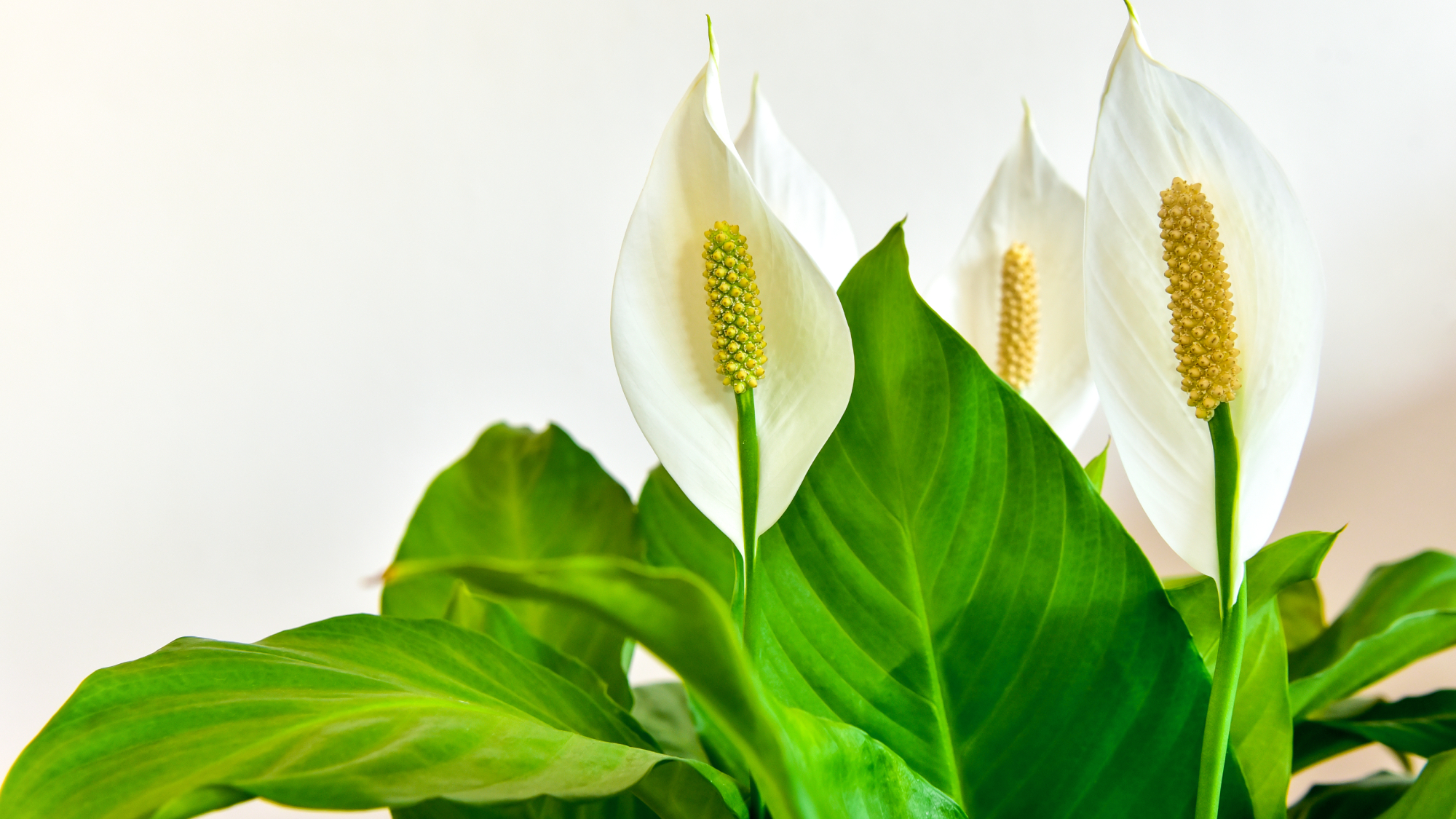 Fleurs et feuilles de lis de la paix sur fond blanc