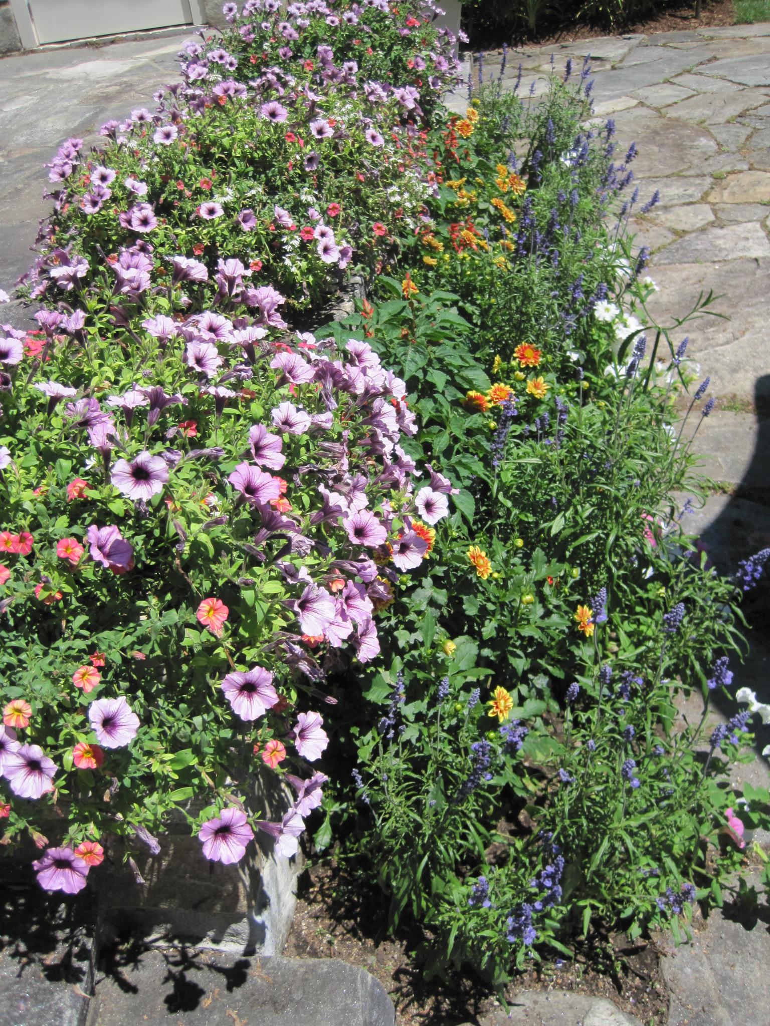 parterres de fleurs entourés de trottoirs