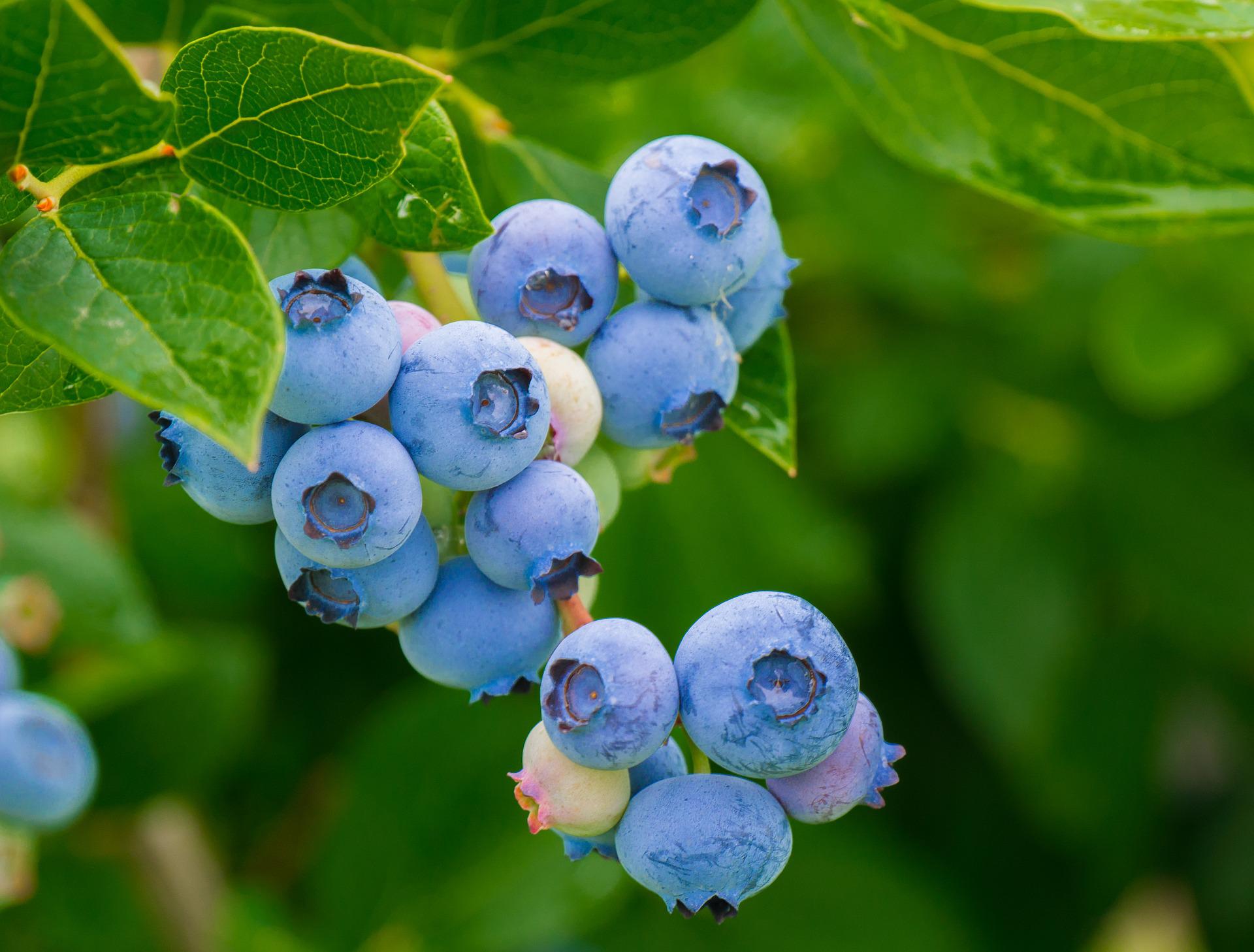 bleuets sur le buisson