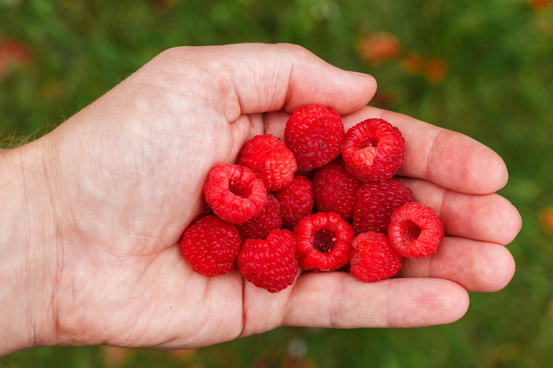 framboises dans une main