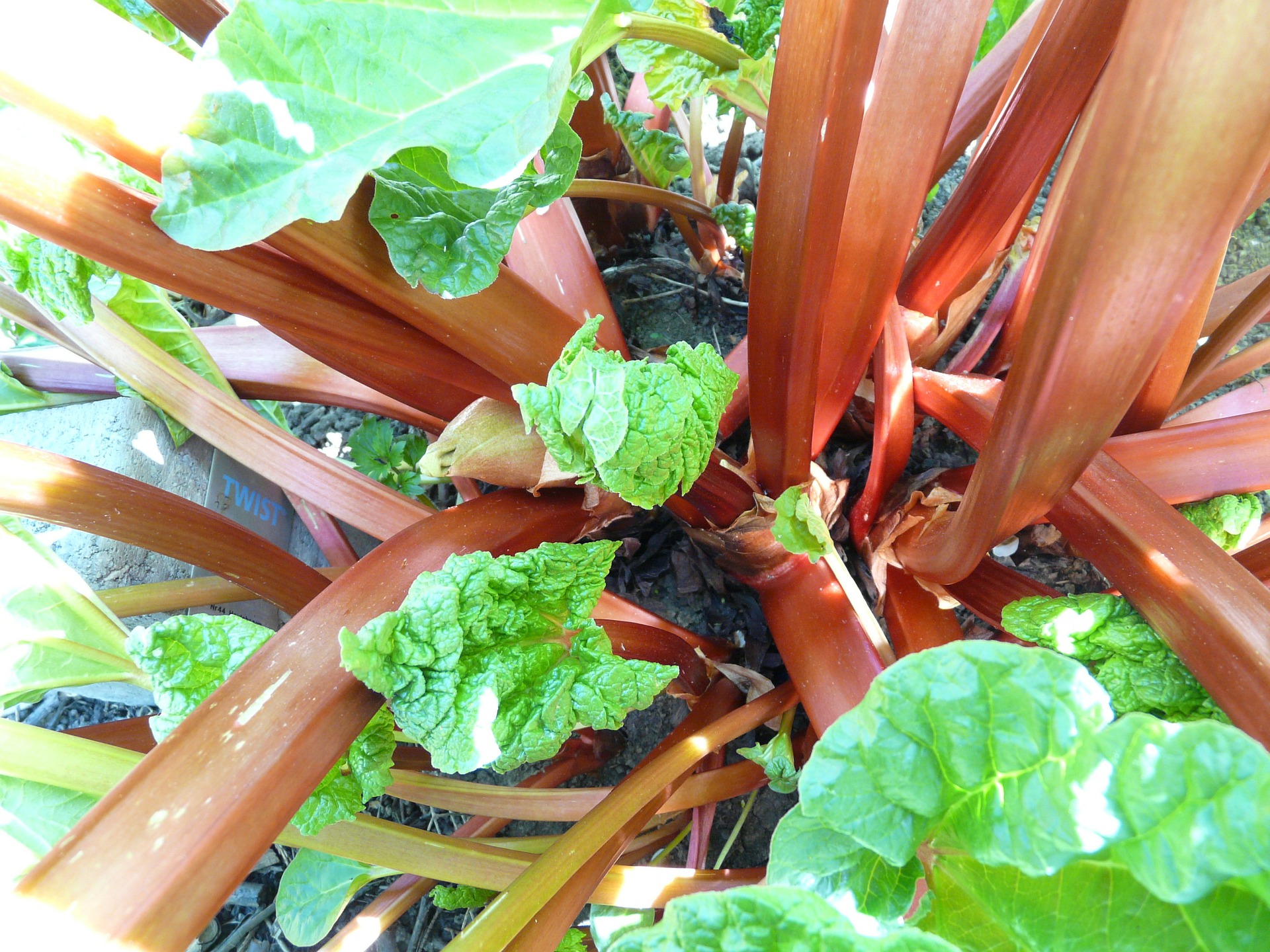 rhubarbe qui pousse dans le jardin