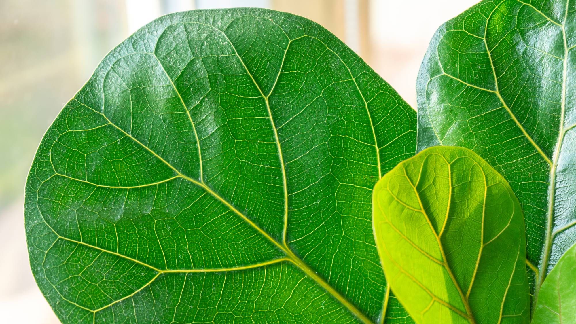 5 tâches simples d'entretien des figues à feuilles de violon pour juin