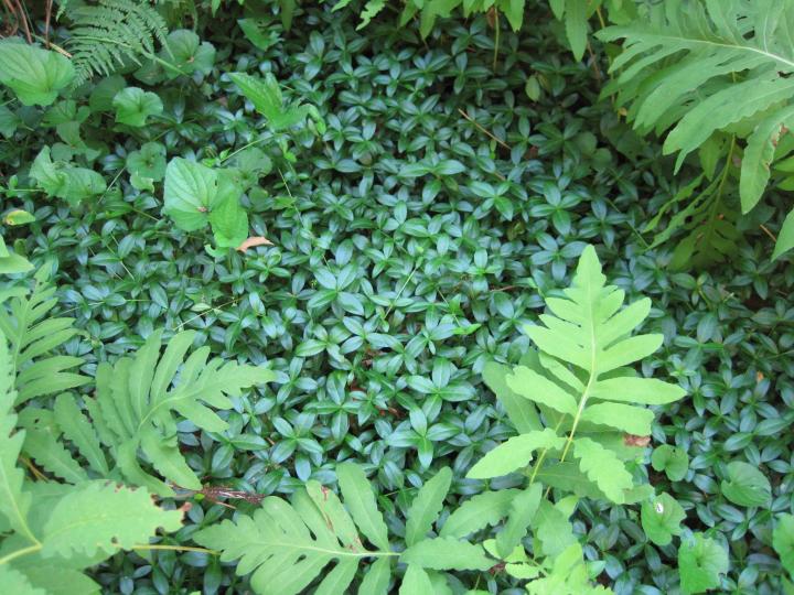 vinca est une plante agressive