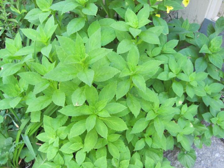 jardin_2018_056_full_width.jpg