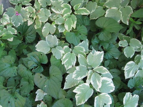 Garden Thugs : 10 plantes agressives qui peuvent envahir votre jardin